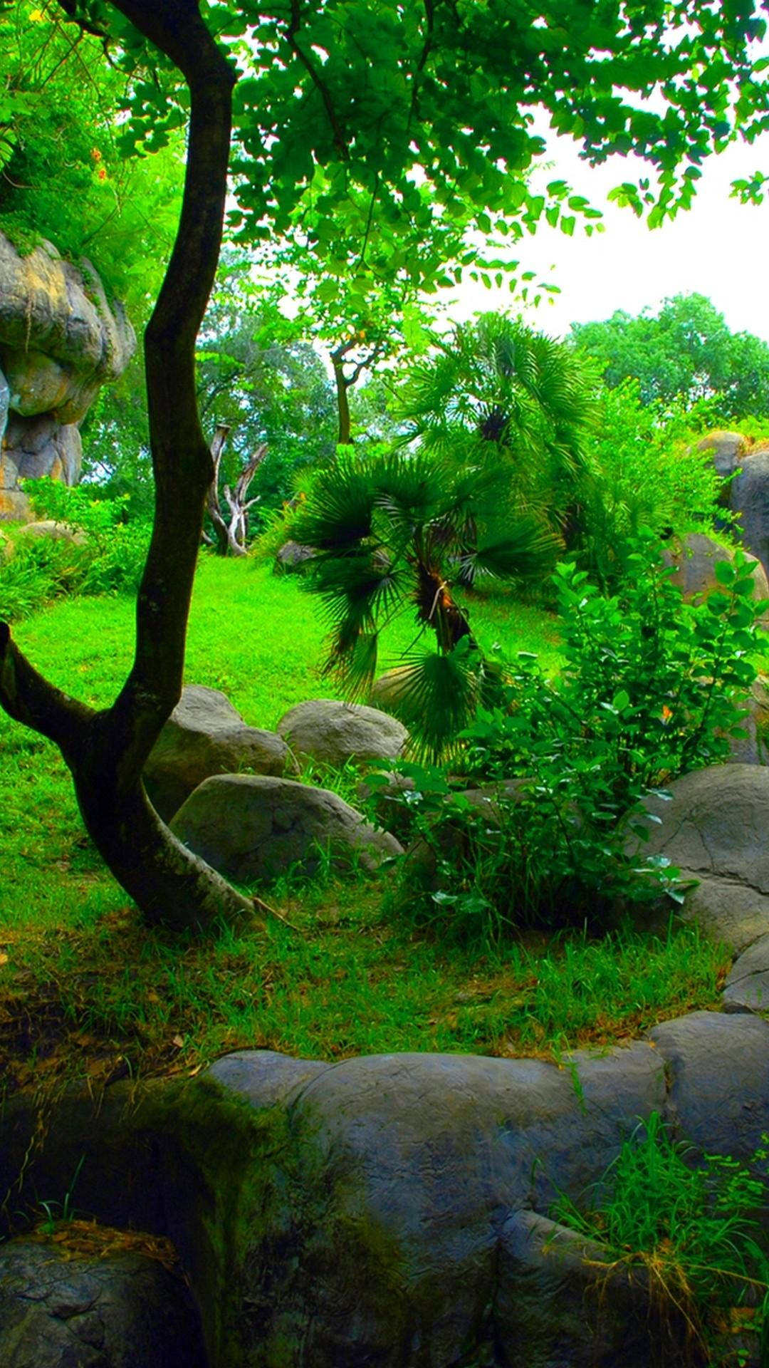 綠色美學 桌布 壁紙 — 一個茂密的綠色花園，有蜿蜒的樹枝、蕨類植物和長滿苔蘚的岩石，在明亮的日光下。
