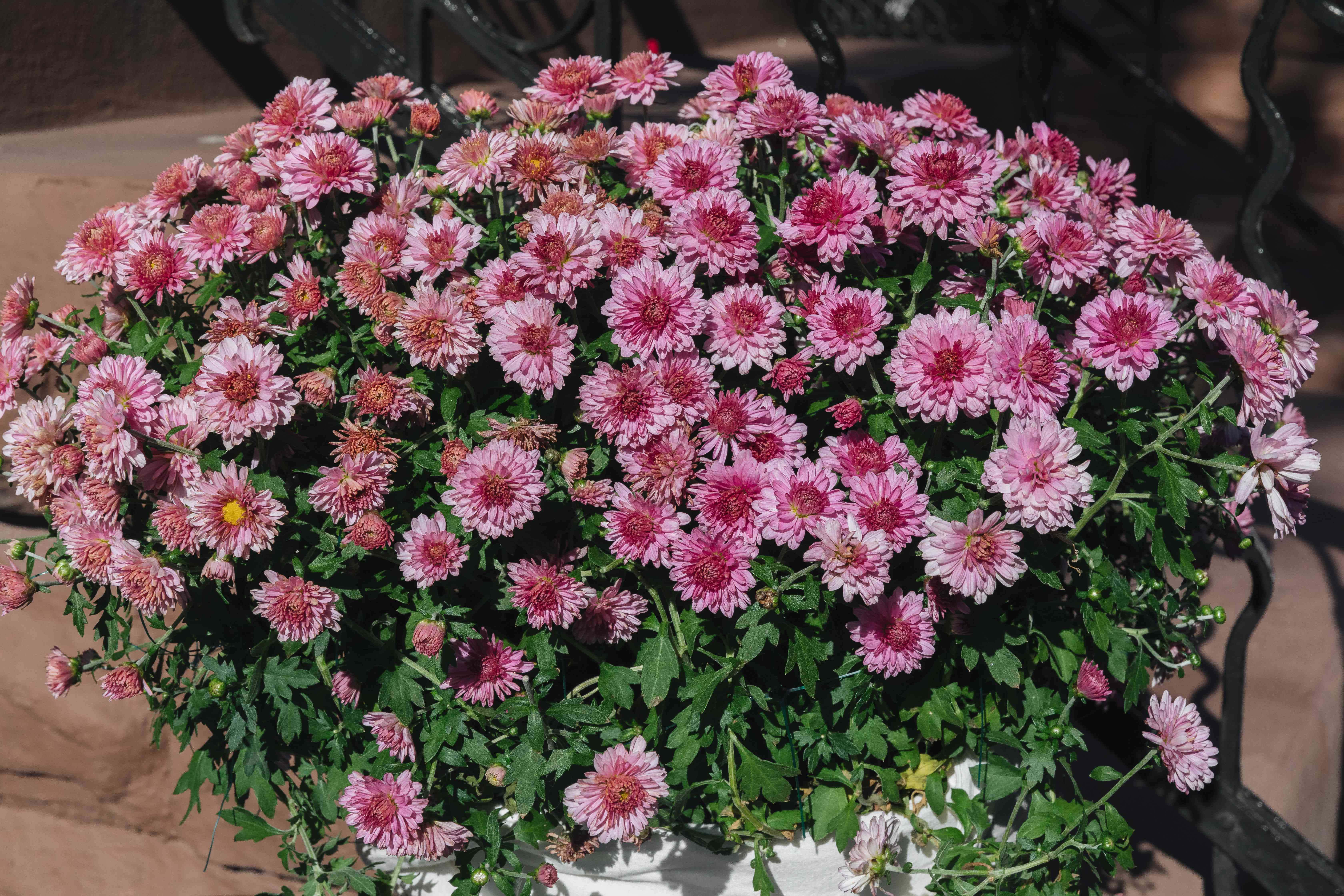 菊花 桌布 壁紙 — 一個茂盛滿溢的花盆，在明亮陽光下綻放著充滿活力的粉紅色菊花。