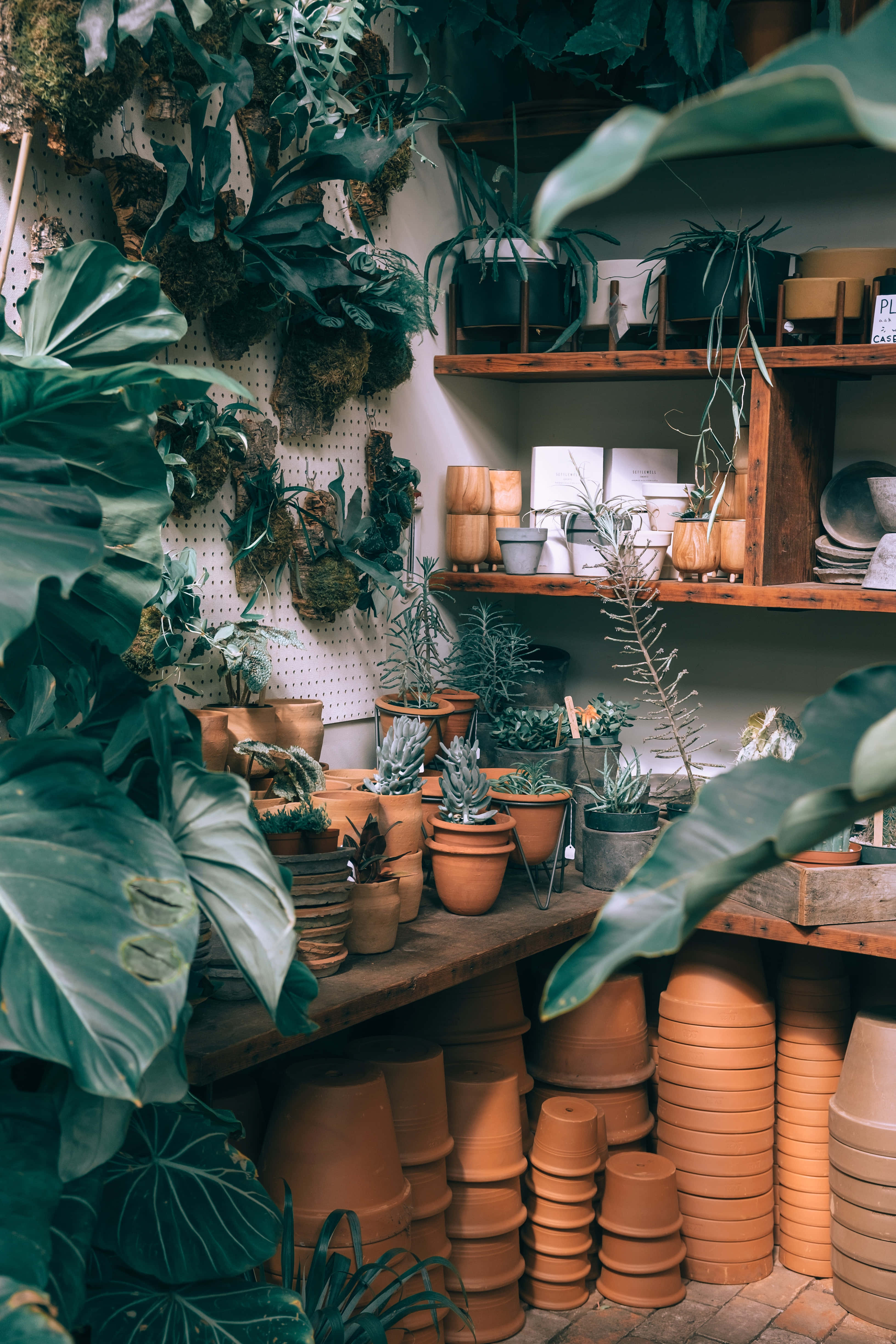 Plant Phone 桌布 壁紙 — 一個茂盛的室內植物店，堆滿了赤陶花盆和懸掛的綠色植物，在溫暖的環境燈光下。