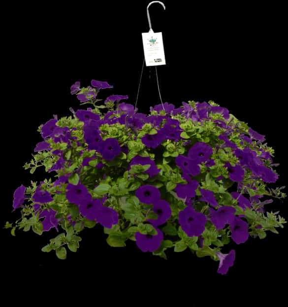 Hanging Plant 桌布 壁紙 — 一個茂盛的掛籃，裝滿了充滿活力的紫色矮牽牛花和綠色葉子，襯托著純黑色的背景。