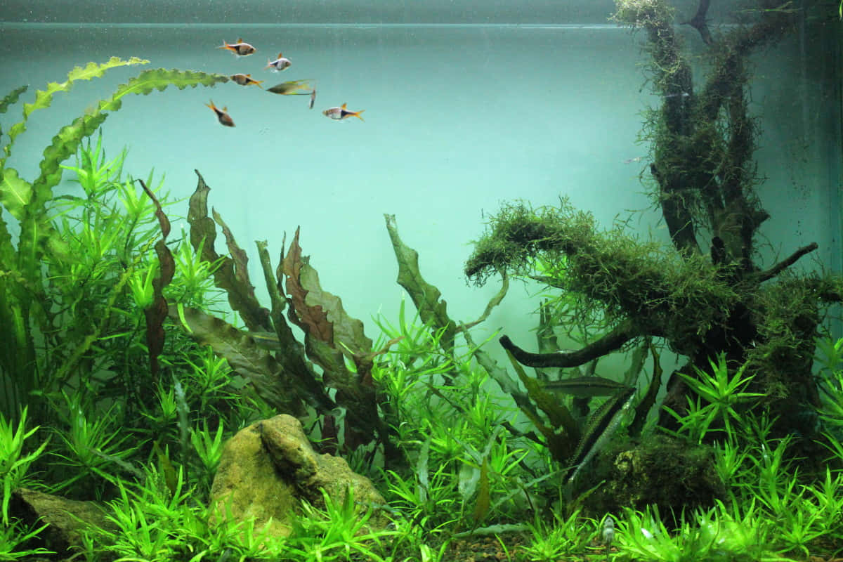 Best Fish 桌布 壁紙 — 一個茂盛的水族箱，充滿了充滿活力的綠色植物和色彩繽紛的魚類，在長滿苔蘚的浮木和岩石附近游動。