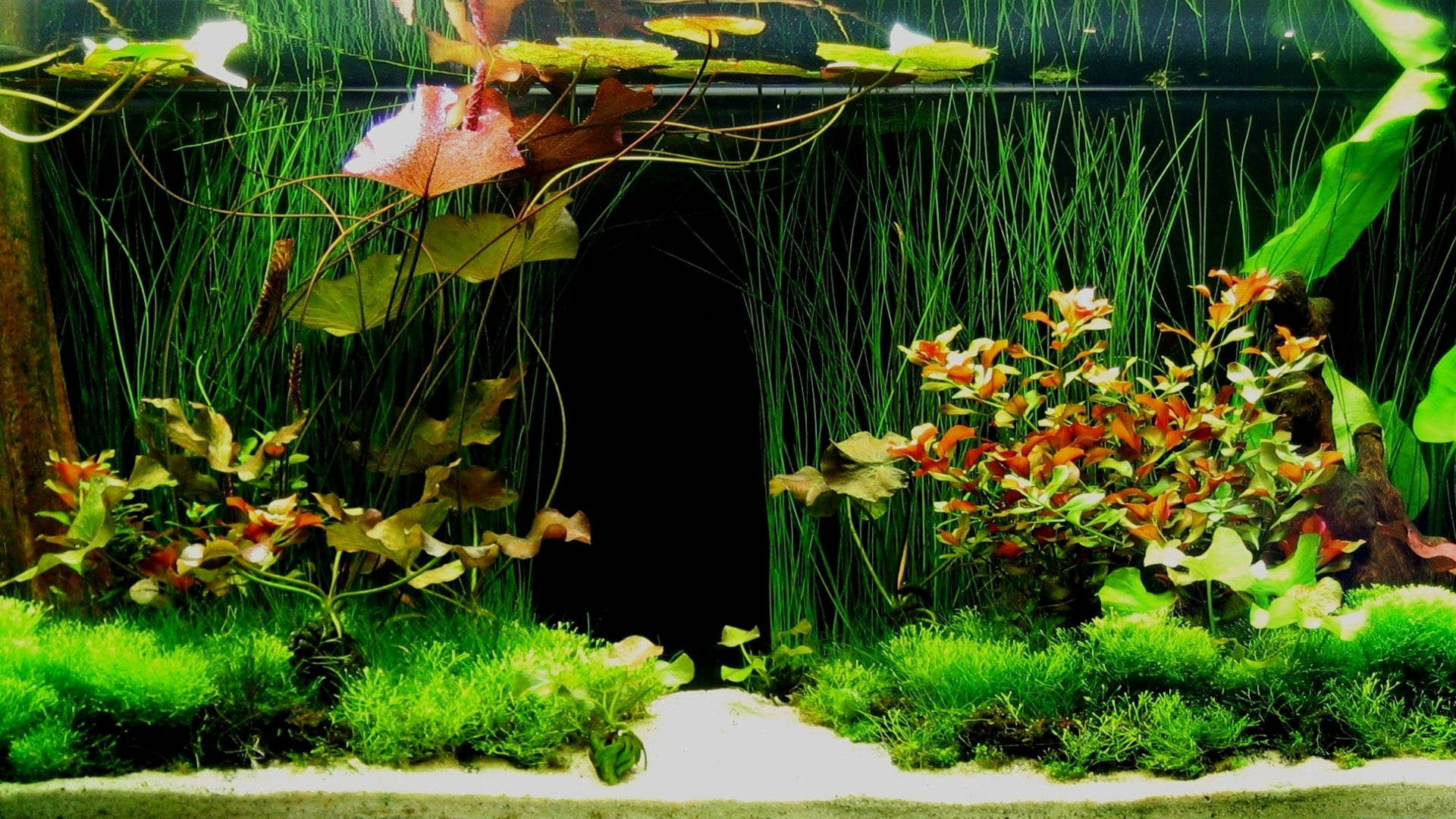 Aquarium 桌布 壁紙 — 一個茂盛的水族箱場景，充滿活力的綠色苔蘚和色彩繽紛的水生植物，圍繞著一個黑暗的中央隧道。