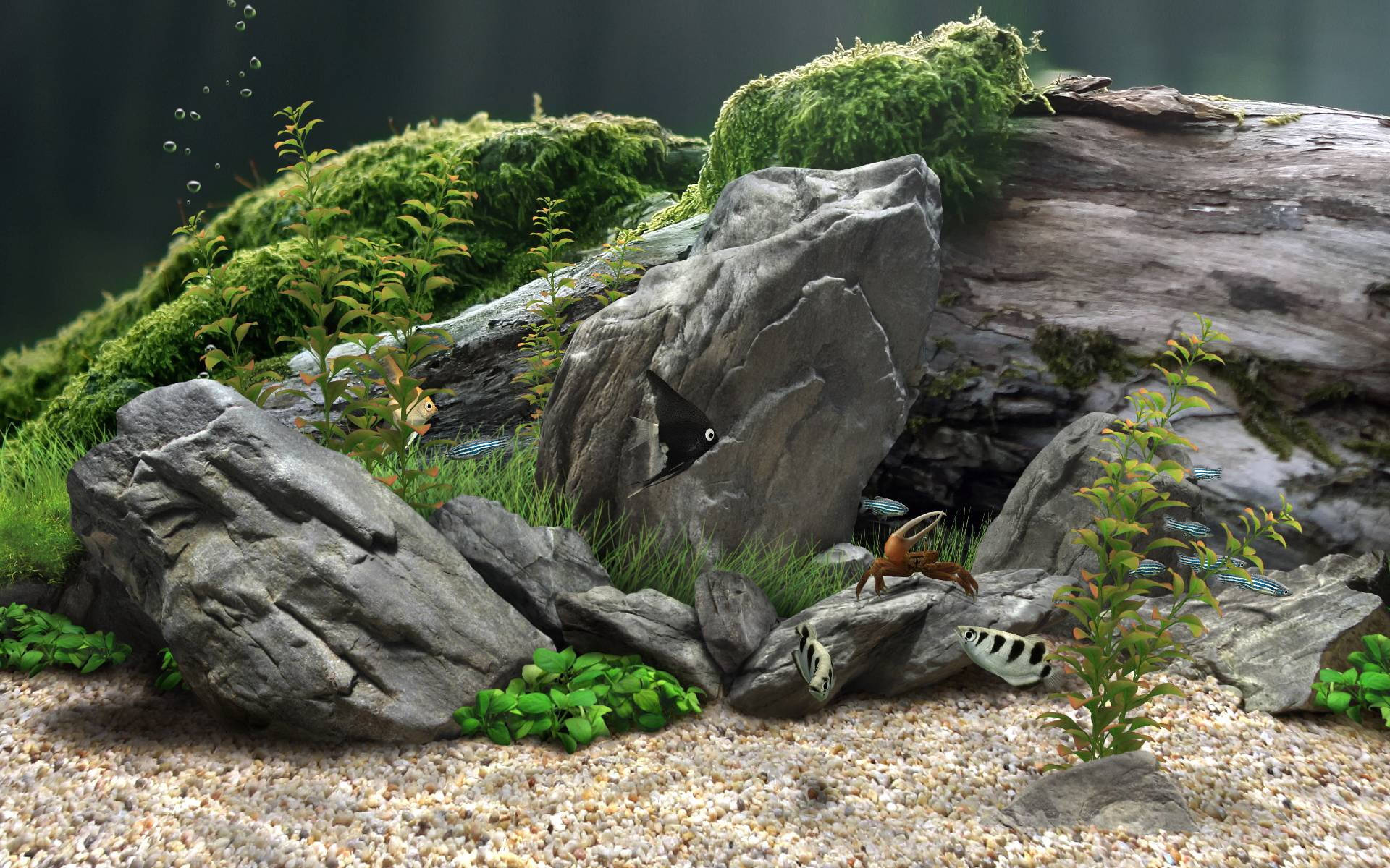 Aquarium 桌布 壁紙 — 一個茂盛的水族箱場景，有長滿苔蘚的石頭、魚類和植物，在礫石床上，光線柔和。