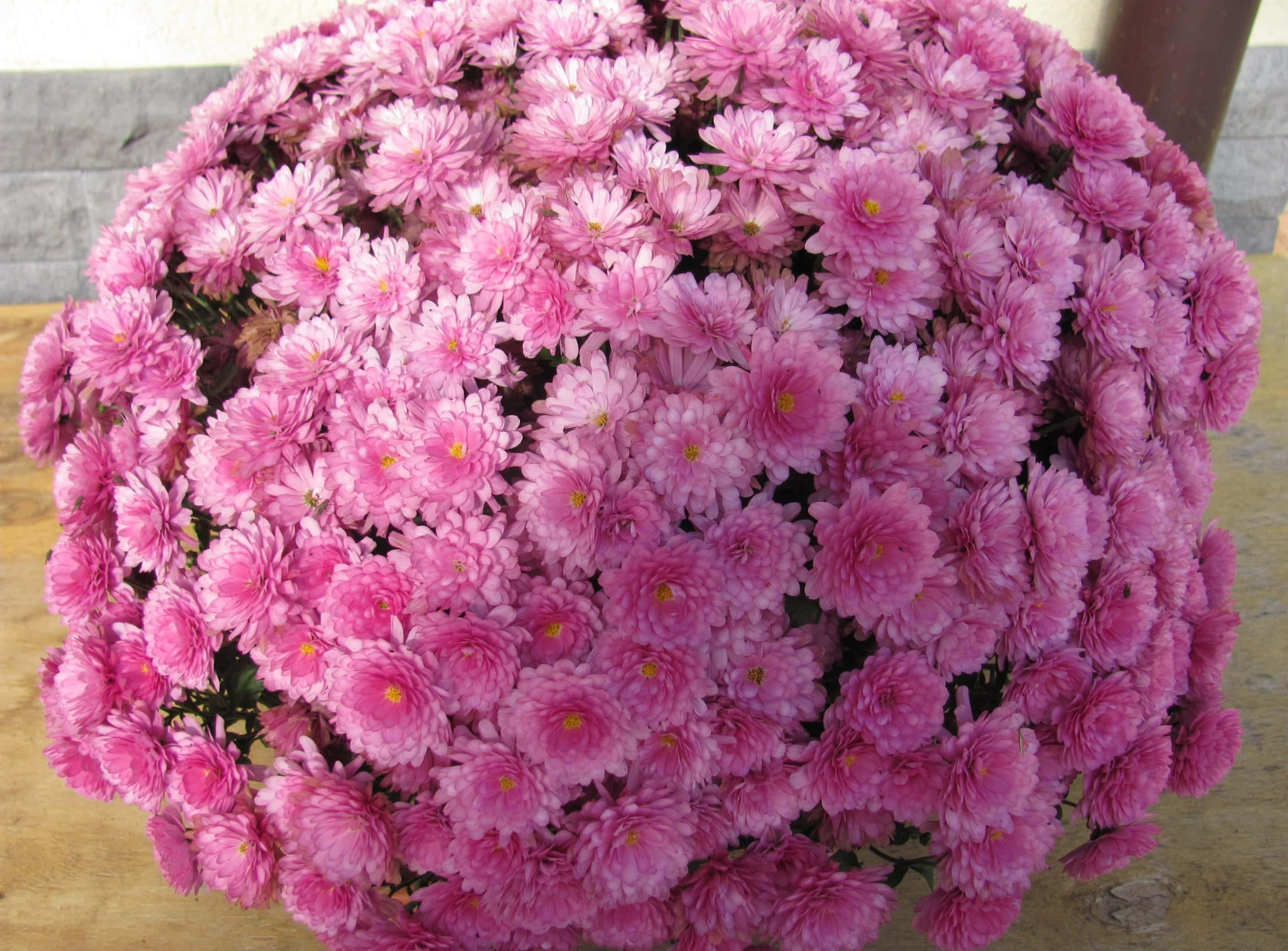 Pink Chrysanthemums 桌布 壁紙 — 一個茂盛的球形粉紅色菊花排列，帶有黃色花心，放置在木質表面上。