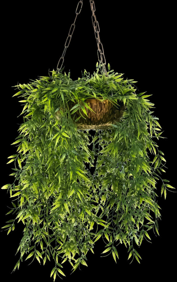 Hanging Plant 桌布 壁紙 — 一個茂盛的綠色掛籃，在純黑背景下，垂墜的葉子滿溢而出。