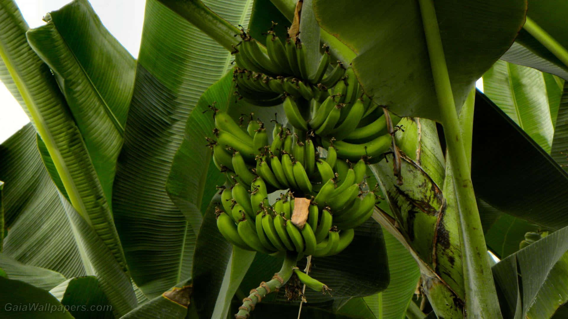 Fruit 桌布 壁紙 — 一個茂盛的綠色香蕉串的特寫，掛在香蕉樹上，周圍是大型熱帶葉子。