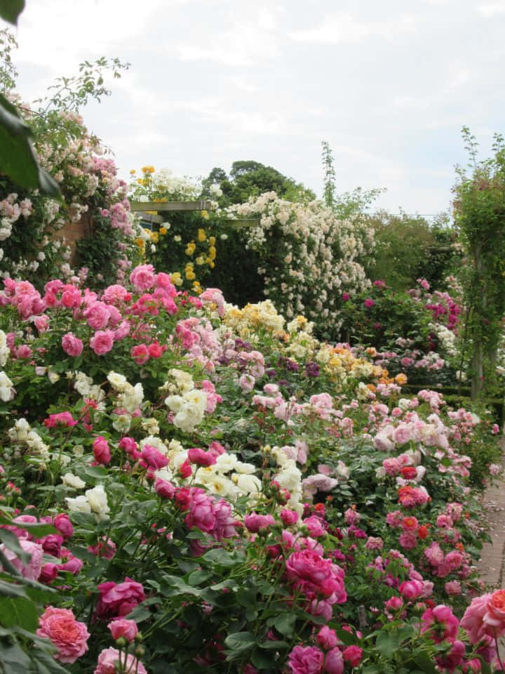 English Rose Garden 桌布 壁紙 — 一個茂盛的花園，充滿了鮮豔的粉紅色、白色和黃色玫瑰，在柔和的多雲天空下攀爬在棚架上。