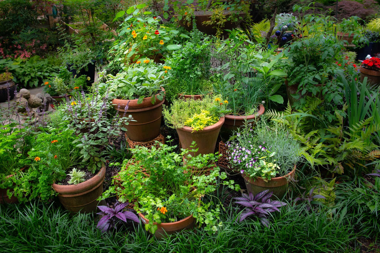 Herb Garden 桌布 壁紙 — 一個茂盛的花園場景，充滿了裝載著鮮綠色香草和色彩繽紛花朵的陶土花盆。