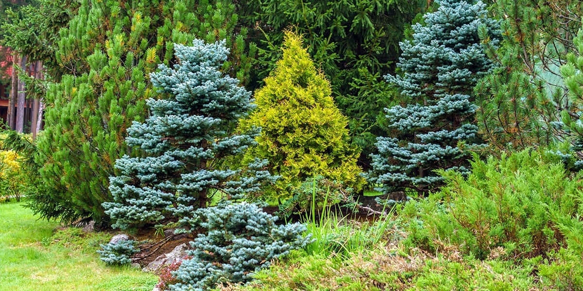 Evergreen Trees 桌布 壁紙 — 一個茂盛的花園場景，有充滿活力的藍雲杉和一棵明亮的黃色針葉樹，周圍環繞著綠色灌木和草地。
