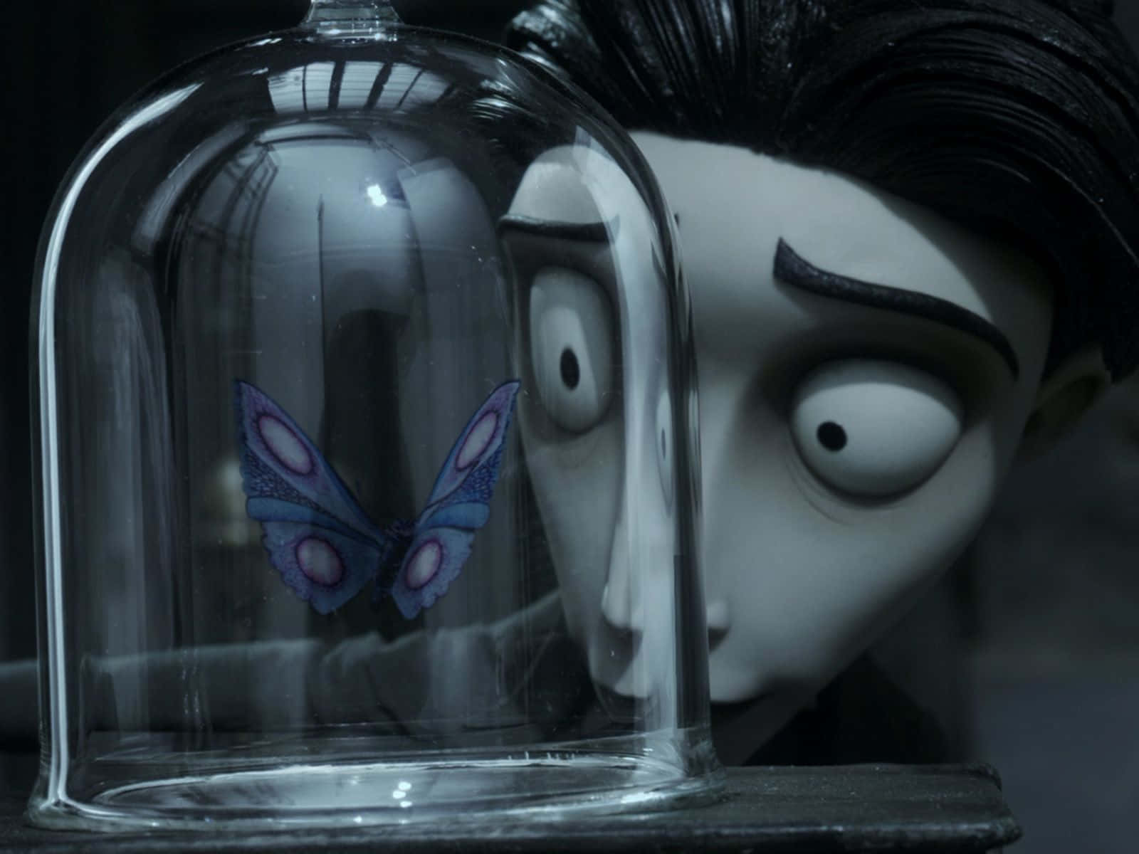 corpse bride 桌布 壁紙 — 一個蒼白的動畫男孩在昏暗的房間裏專注地凝視着一隻被困在玻璃罩下的紫色蝴蝶。