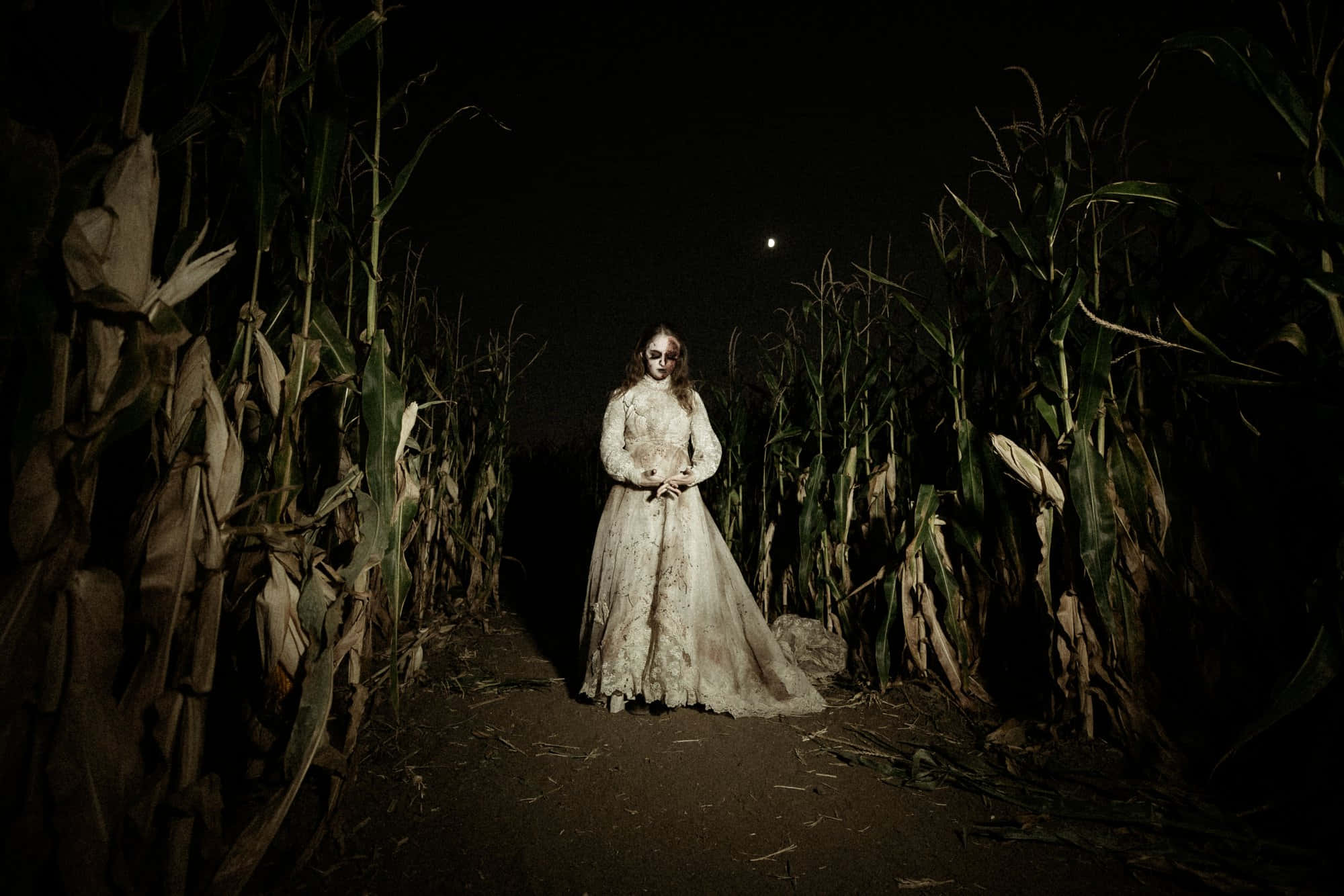Haunted Corn Mazes 桌布 壁紙 — 一個蒼白的女人穿著破爛的婚紗，獨自站在月光下的玉米田裡，四周是高高的玉米稈。
