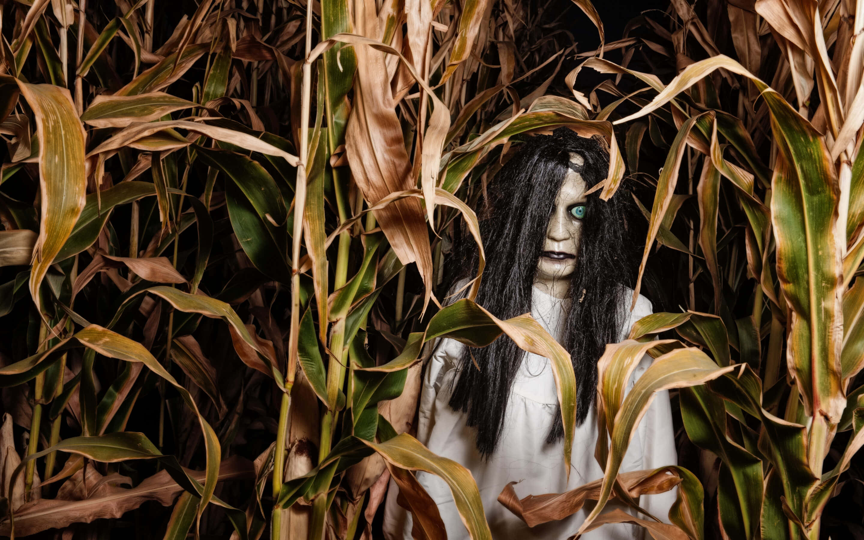 Haunted Corn Mazes 桌布 壁紙 — 一個蒼白的鬼影，帶著發光的藍色眼睛，從陰暗詭異的田野中高高的乾玉米稈間窺視。