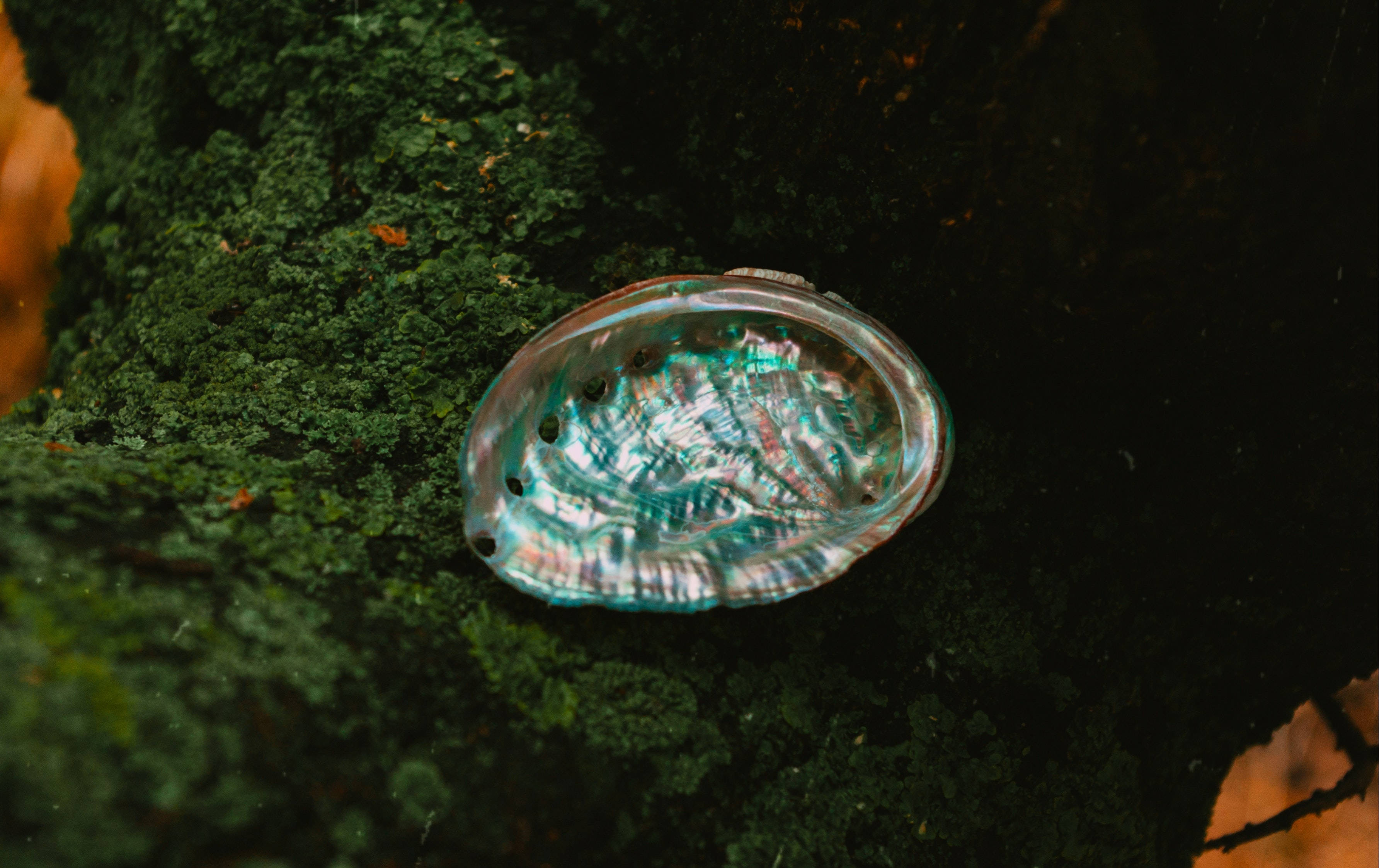 貝殼 桌布 壁紙 — 一個虹彩鮑魚殼擱在長滿苔蘚的表面上，散發出藍綠色和綠色的光芒。