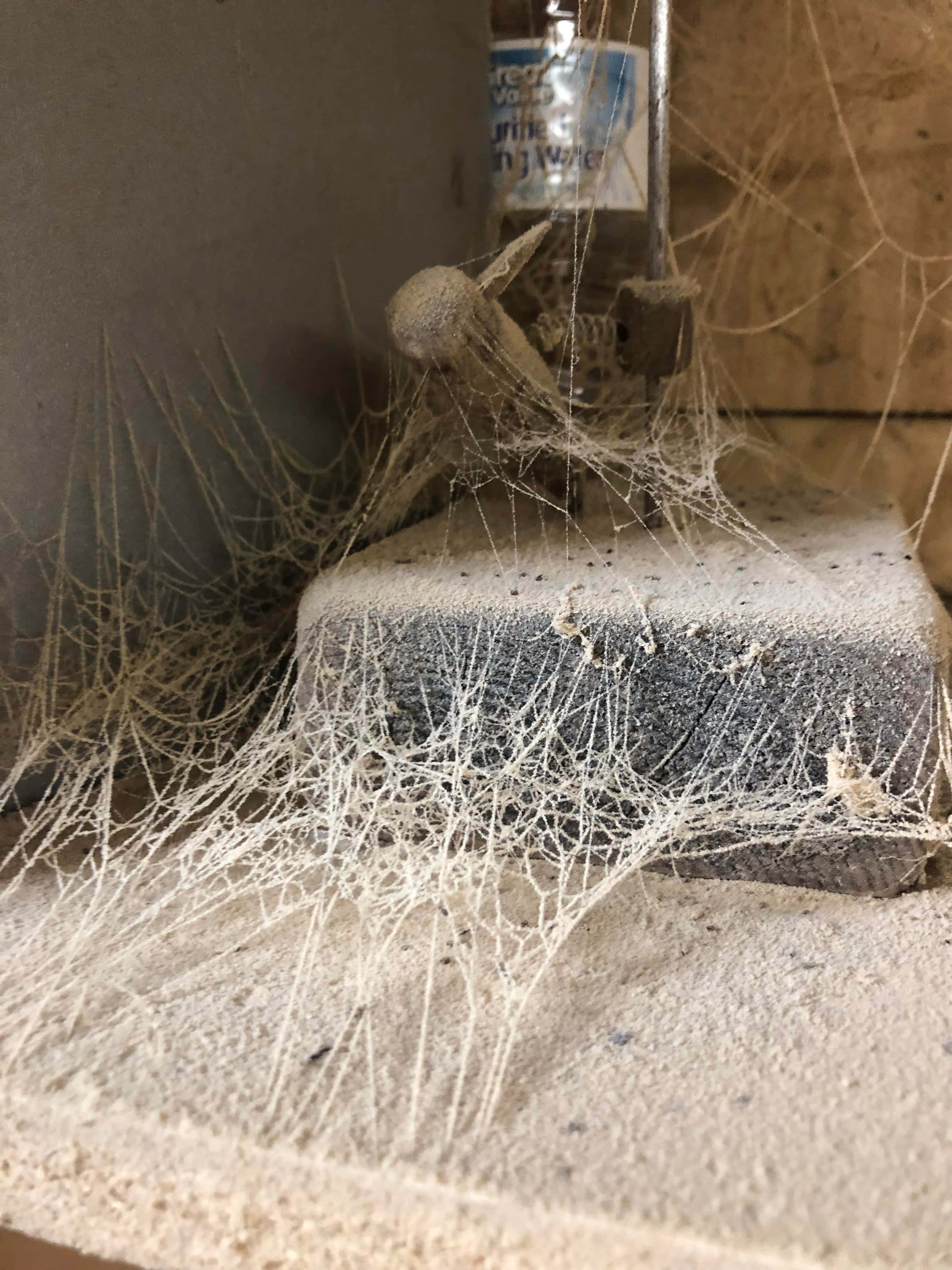 Cobwebs 桌布 壁紙 — 一個被忽略的角落裡，一層由灰塵和蜘蛛網組成的密集而複雜的網覆蓋著一個佈滿灰塵的混凝土塊和一個水瓶。