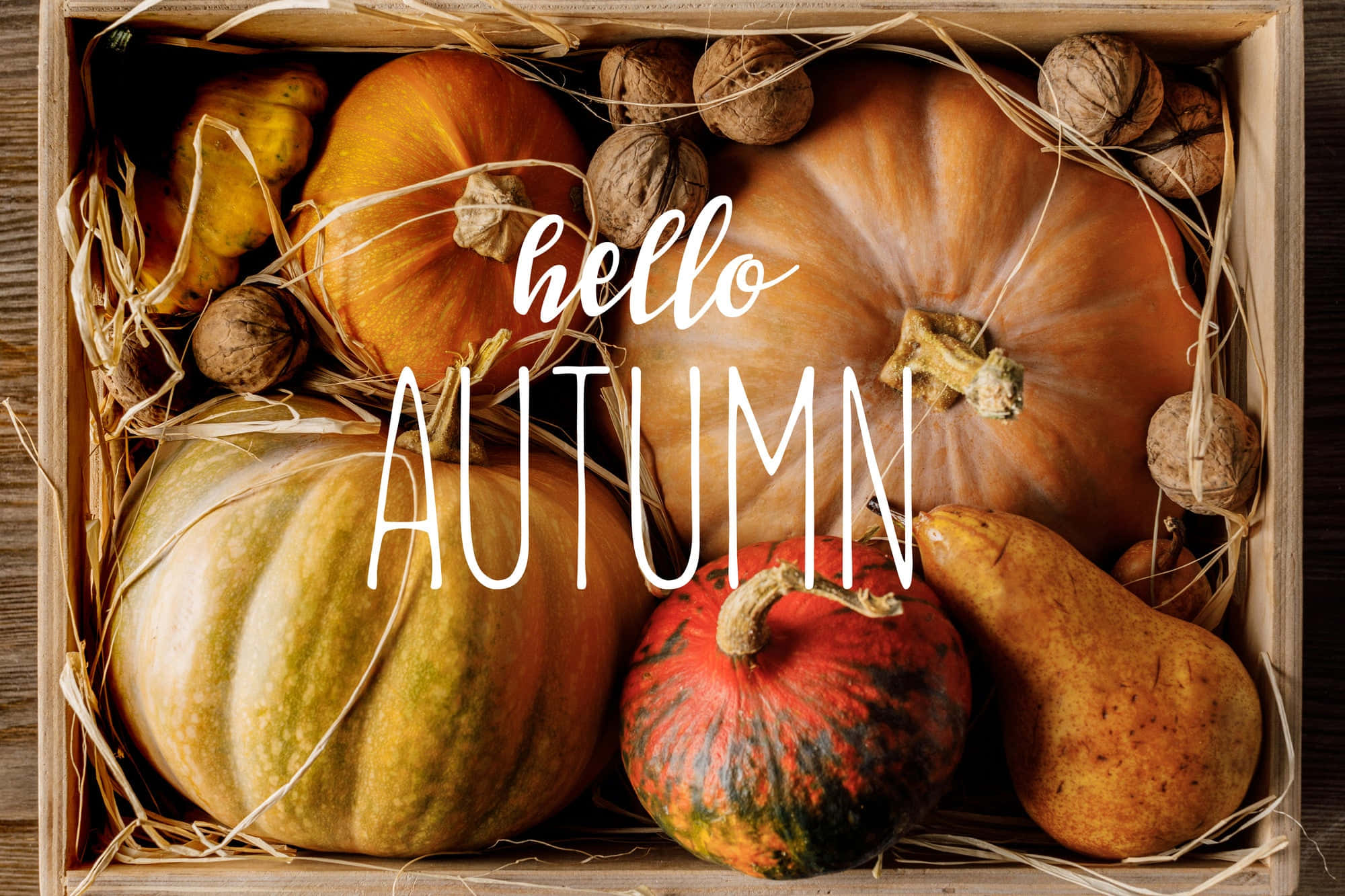 Hello Fall 桌布 壁紙 — 一個裝滿各種南瓜、核桃和乾草絲的木箱，以草書文字疊加溫暖地迎接秋天。