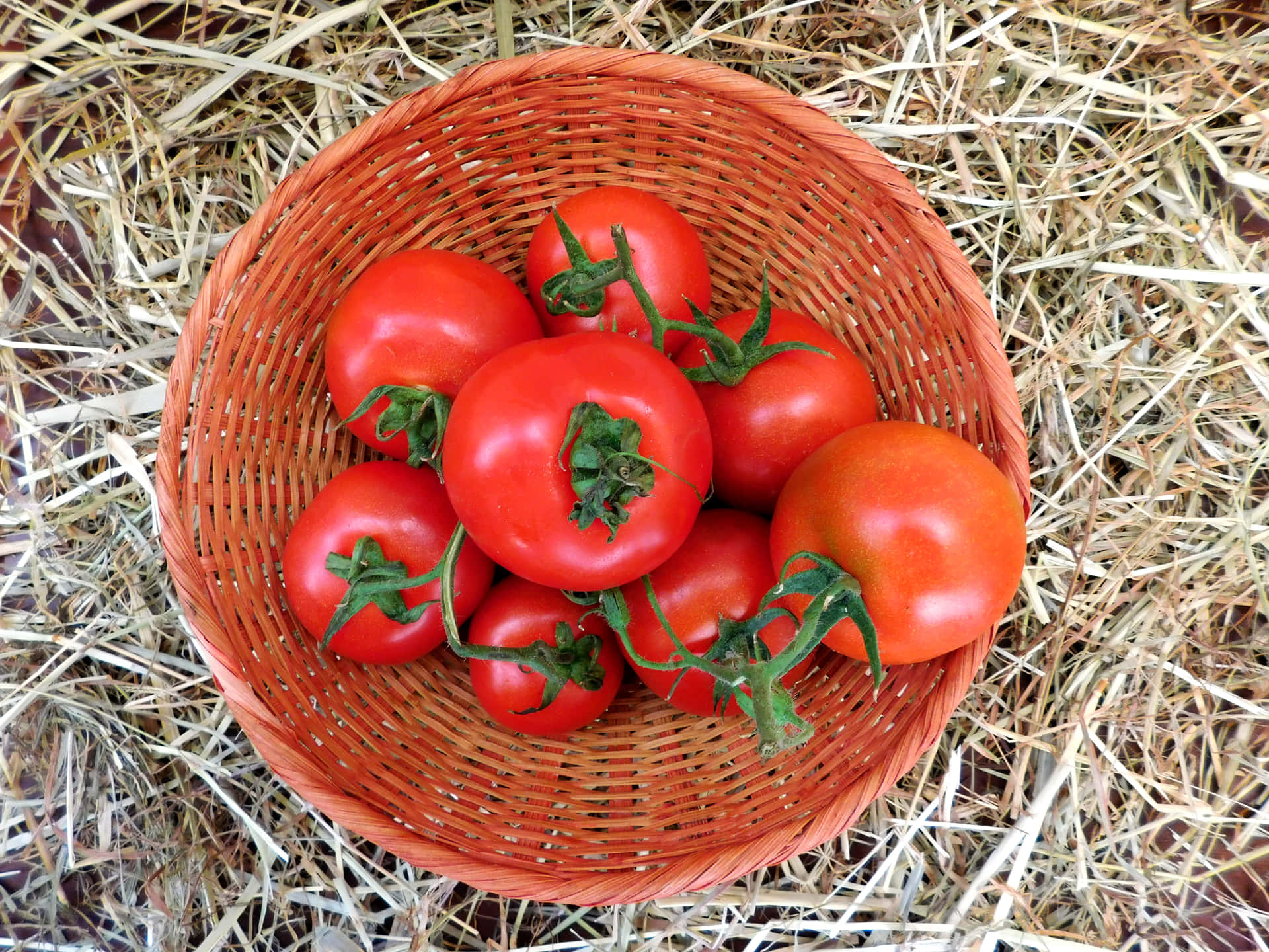Tomatoes 壁紙 — 一個裝滿帶藤成熟紅番茄的編織籃子，放在乾草堆上。