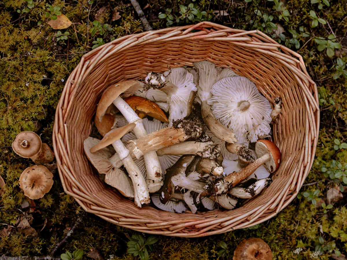 蘑菇 桌布 壁紙 — 一個裝滿新鮮採摘蘑菇的編織籃子，放在苔蘚和森林地面的落葉上。