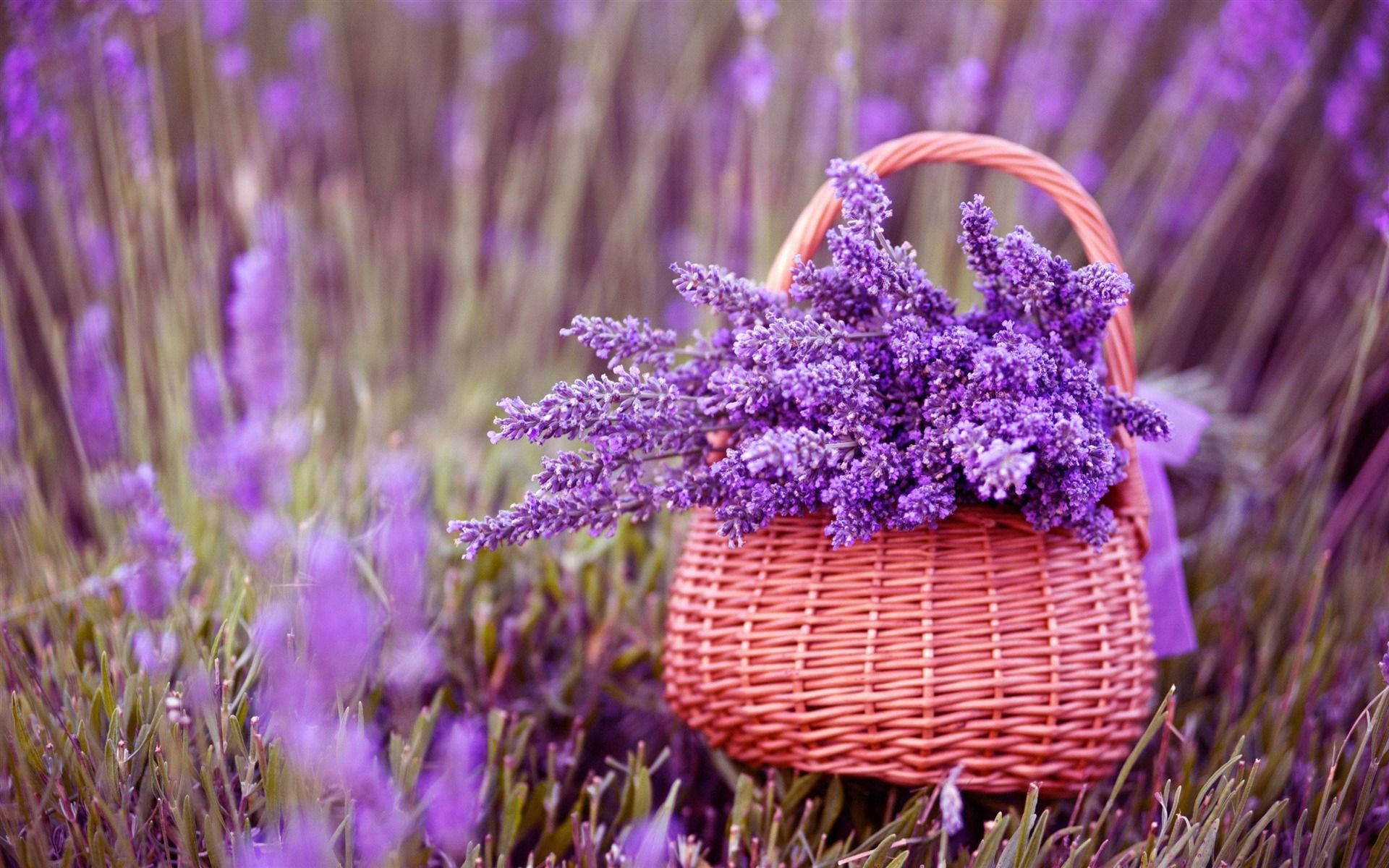 Lavender 桌布 壁紙 — 一個裝滿新鮮薰衣草花的赤陶籃子，安放在紫色薰衣草田中，沐浴在柔和日光下。