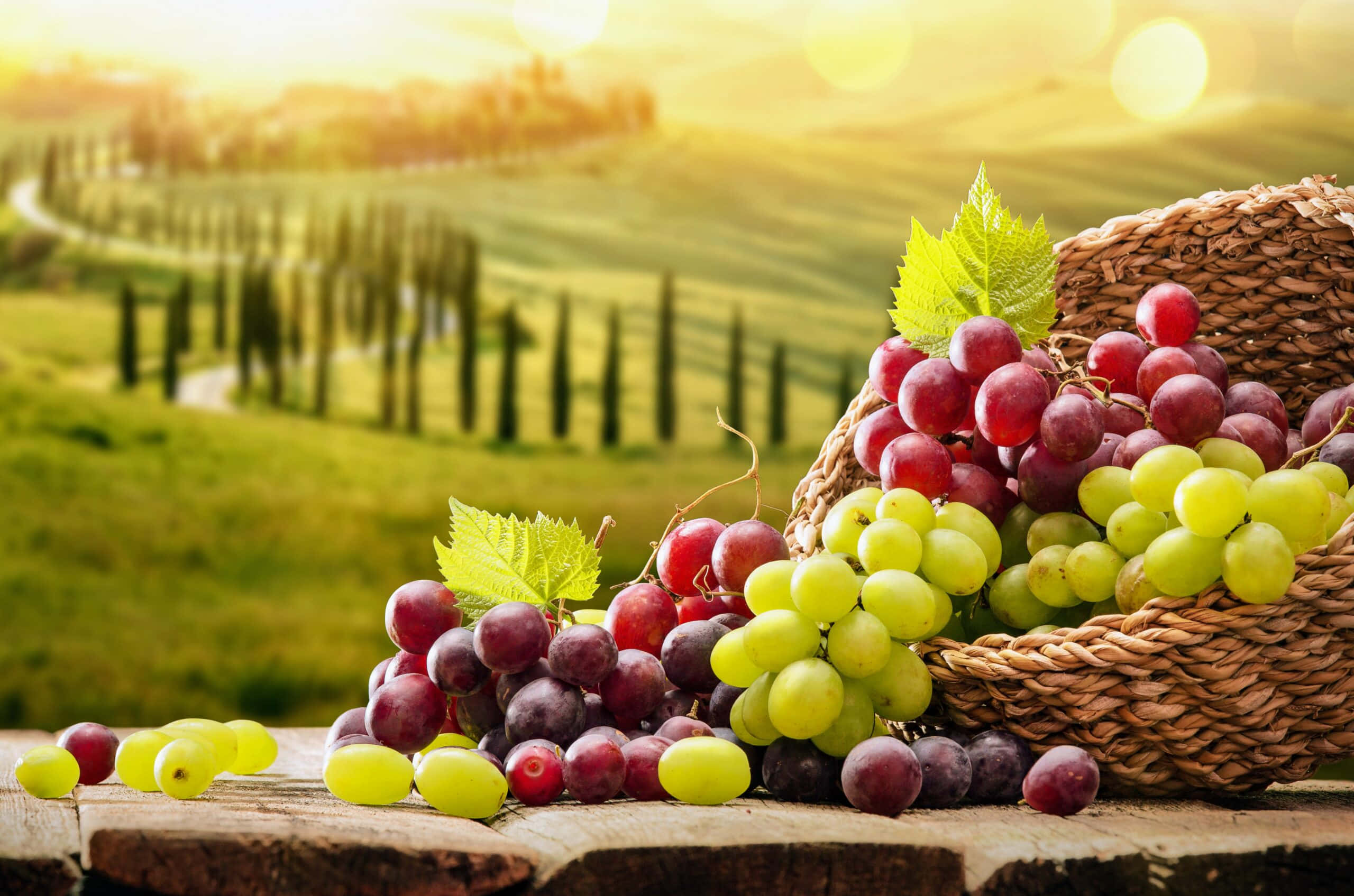 Grapes 桌布 壁紙 — 一個裝滿紅葡萄和青葡萄的籃子放在木桌上，背景是陽光普照的托斯卡尼鄉村風光。
