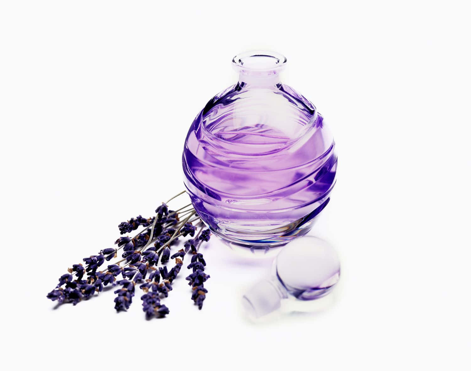 Floral Fragrance 桌布 壁紙 — 一個裝滿紫色薰衣草油的玻璃瓶放在白色背景上，旁邊有乾薰衣草枝。
