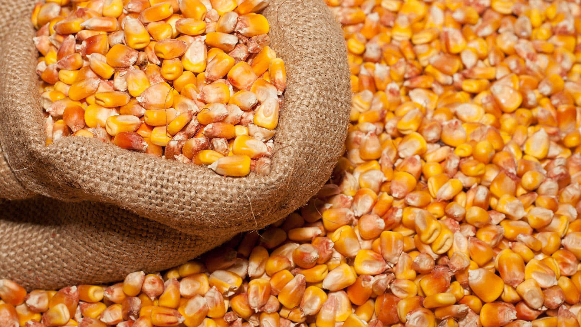 Corn 桌布 壁紙 — 一個裝滿金色玉米粒的麻布袋溢出，倒在類似玉米粒的床上，特寫鏡頭。