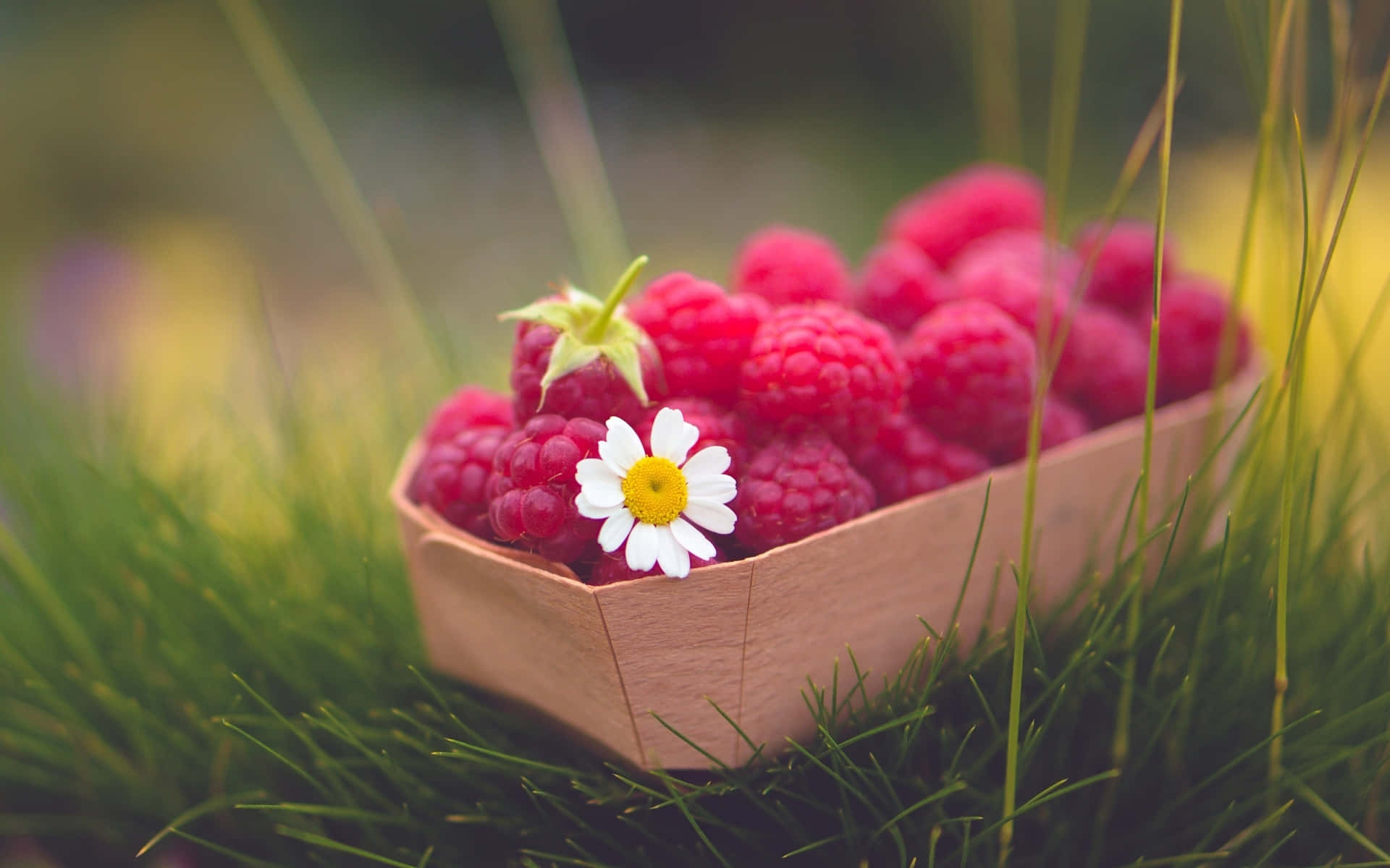 Raspberry 桌布 壁紙 — 一個裝滿飽滿紅覆盆子和一朵白色雛菊的木箱放在充滿活力的綠草上。