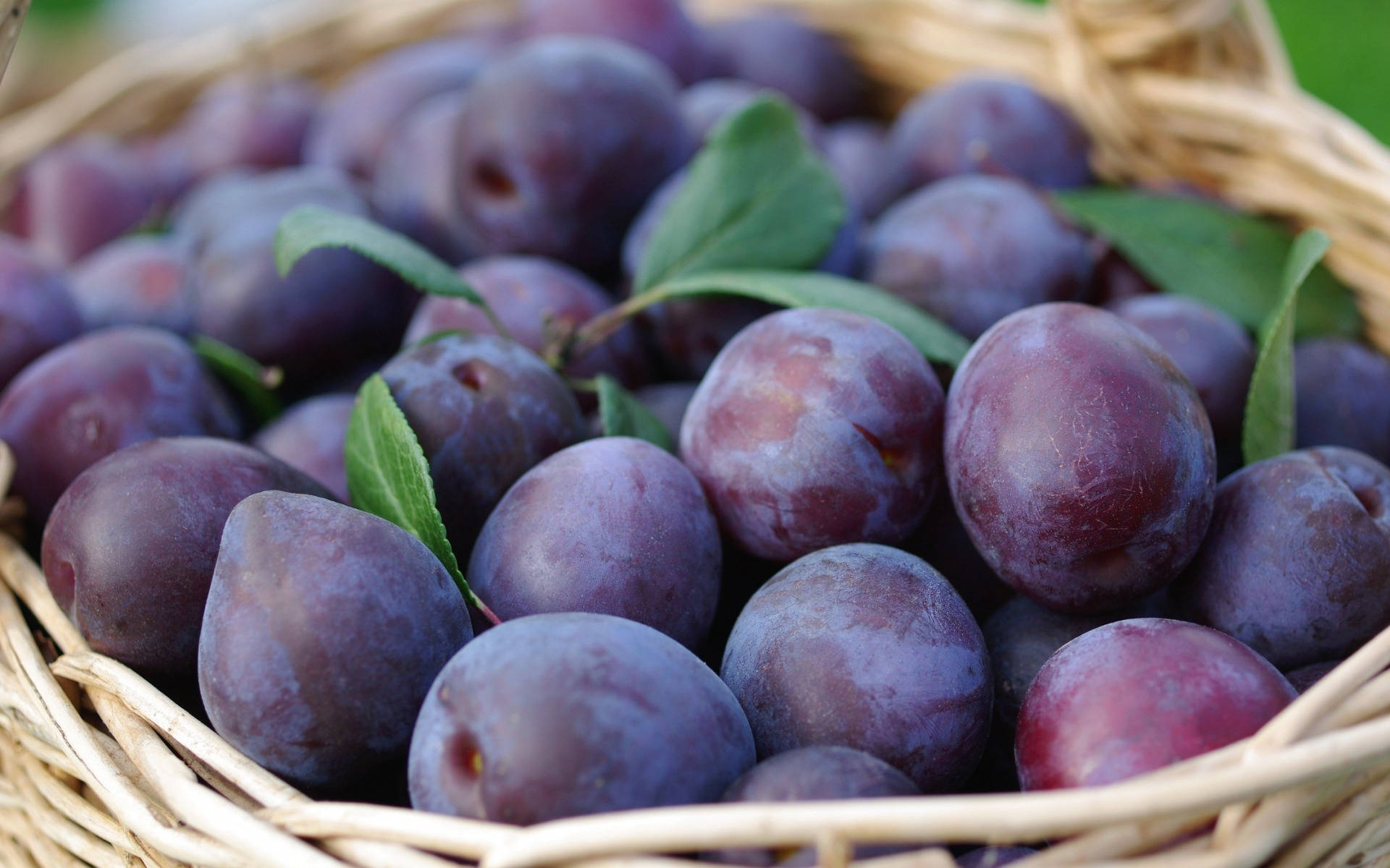 Fruits 桌布 壁紙 — 一個裝滿飽滿紫色李子的籃子，藏在新鮮綠葉之間。