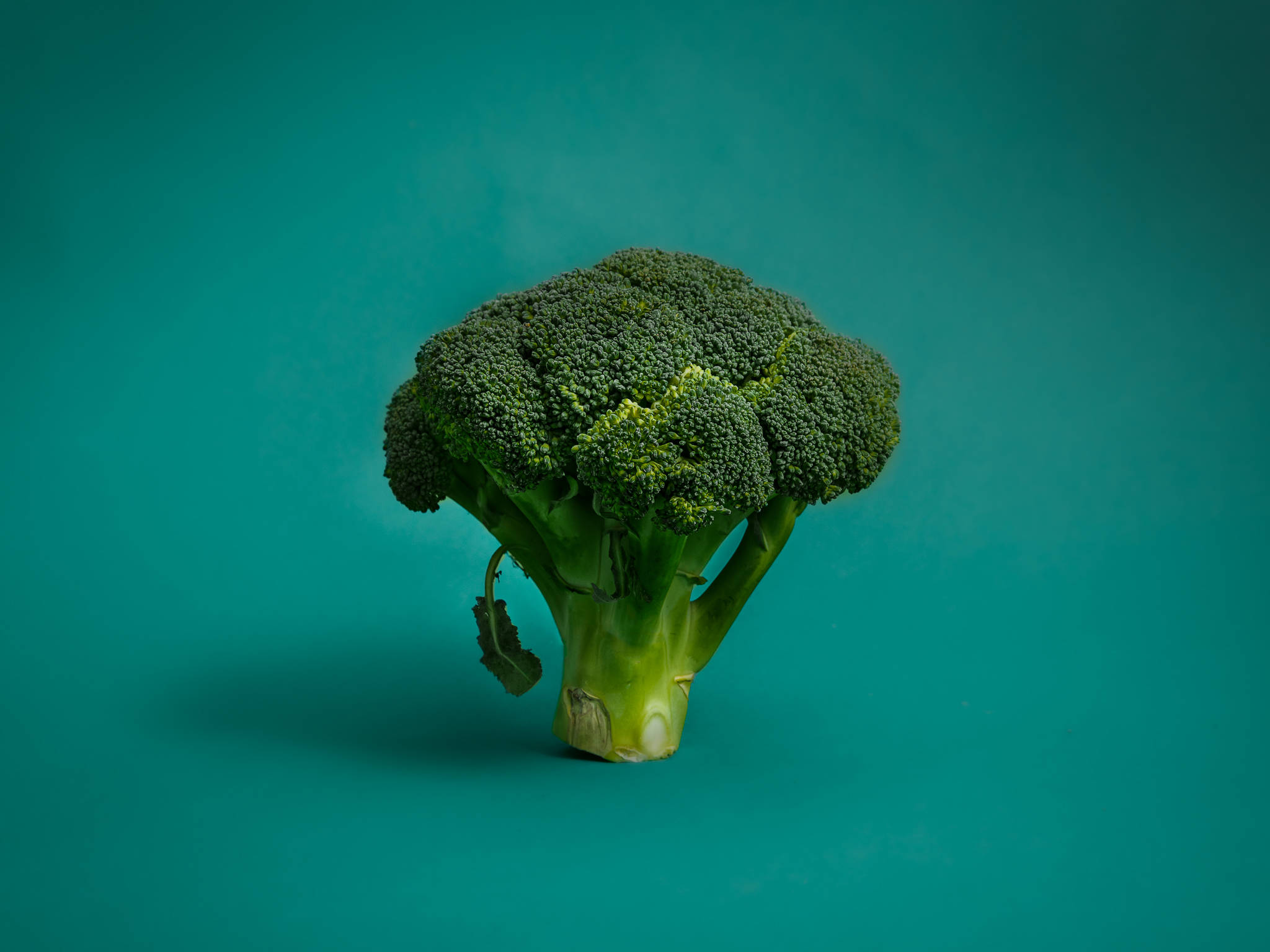 花椰菜 桌布 壁紙 — 一個西蘭花頭部居中站立，背景為純青色，光線柔和，陰影細微。