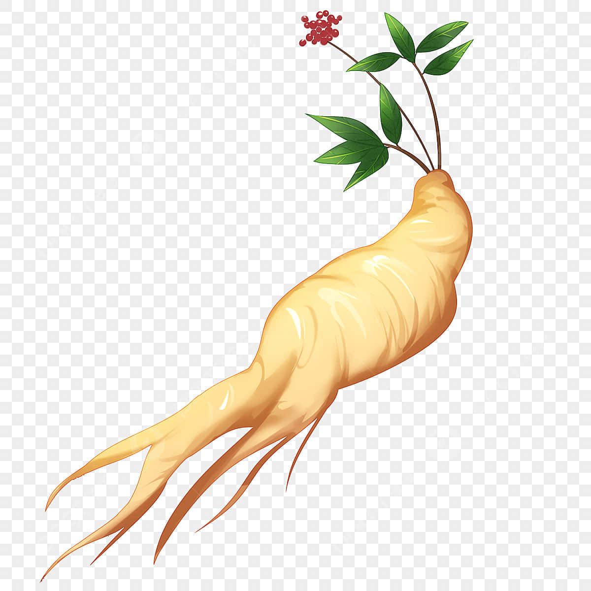 Ginseng Plant 桌布 壁紙 — 一個詳細插圖，展示人參根、綠葉和紅色漿果，背景透明。