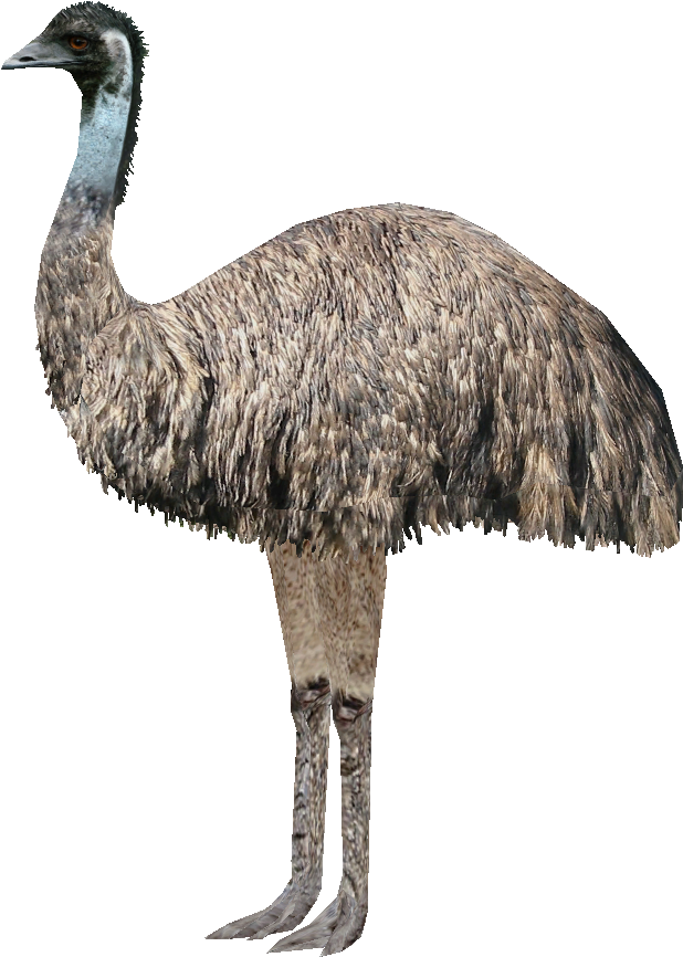 鳥 桌布 壁紙 — 一個詳細的3D渲染，展示一隻鴯鶓在黑色背景前高高站立，突顯其紋理豐富的棕色羽毛和長腿。