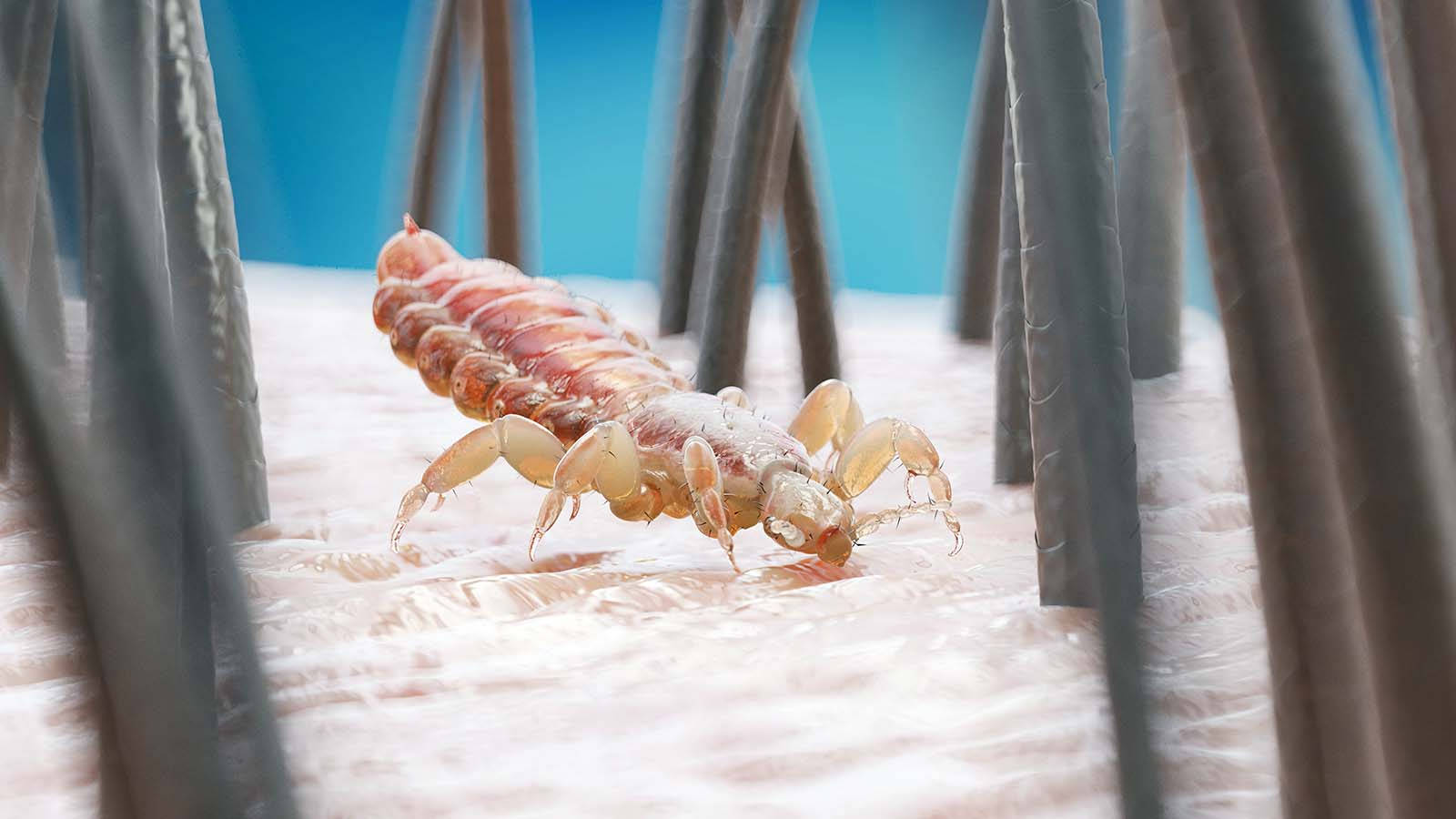 bugs 桌布 壁紙 — 一個詳細的3D渲染，顯示一隻蝨子在柔和的藍色背景上爬行於人類髮絲之間。