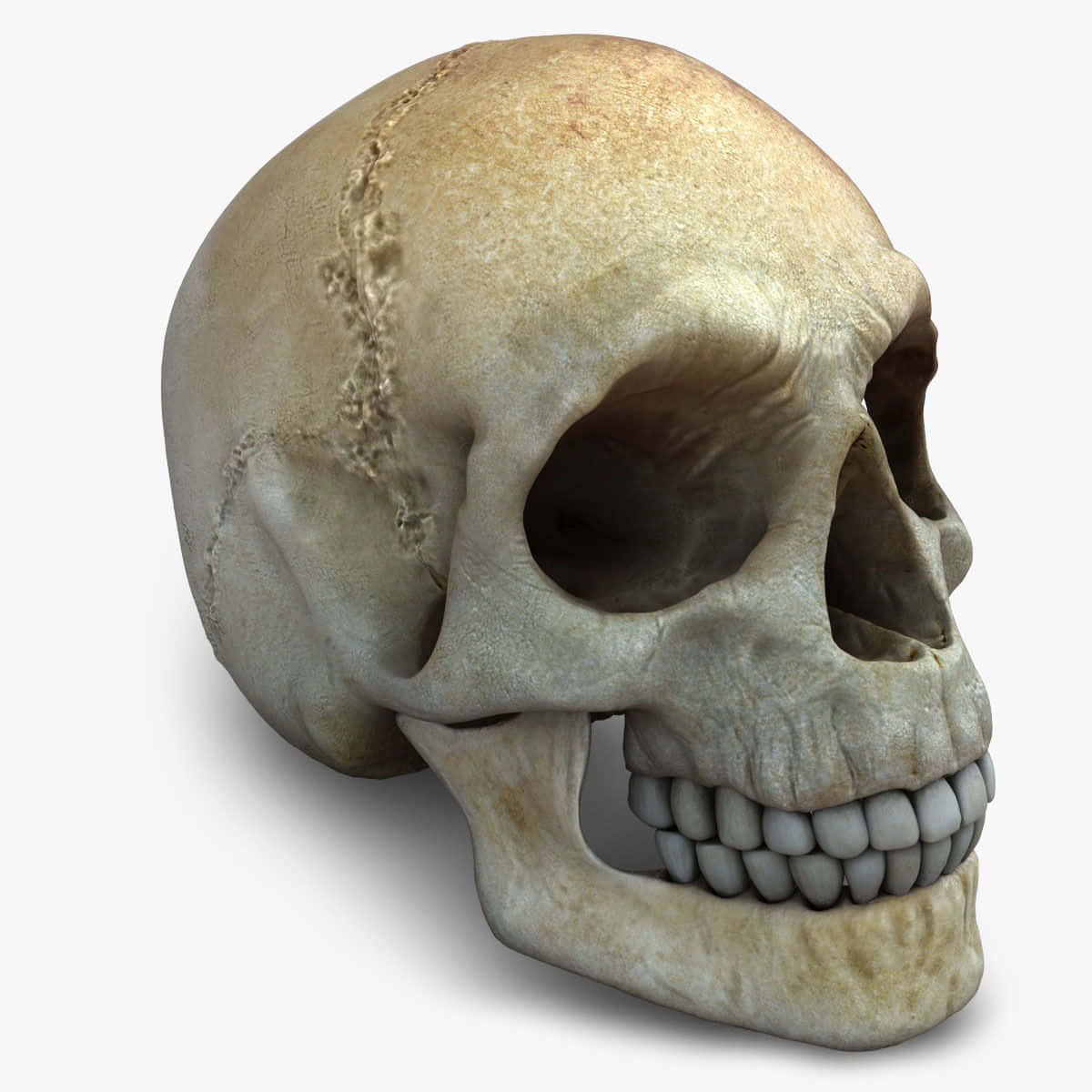 3d Skull 桌布 壁紙 — 一個詳細的3D渲染人類頭骨，帶有可見的骨縫和牙齒，背景為純白色。