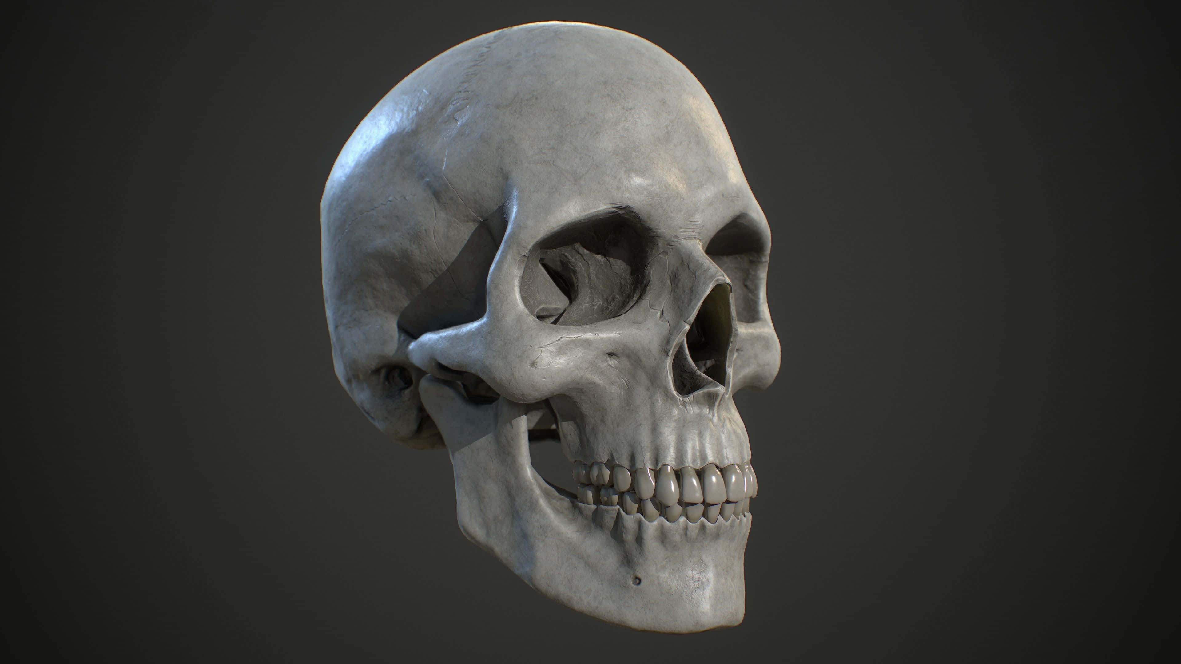 3d Skull 桌布 壁紙 — 一個詳細的3D渲染人類頭骨，灰色調，背景為深色漸變。