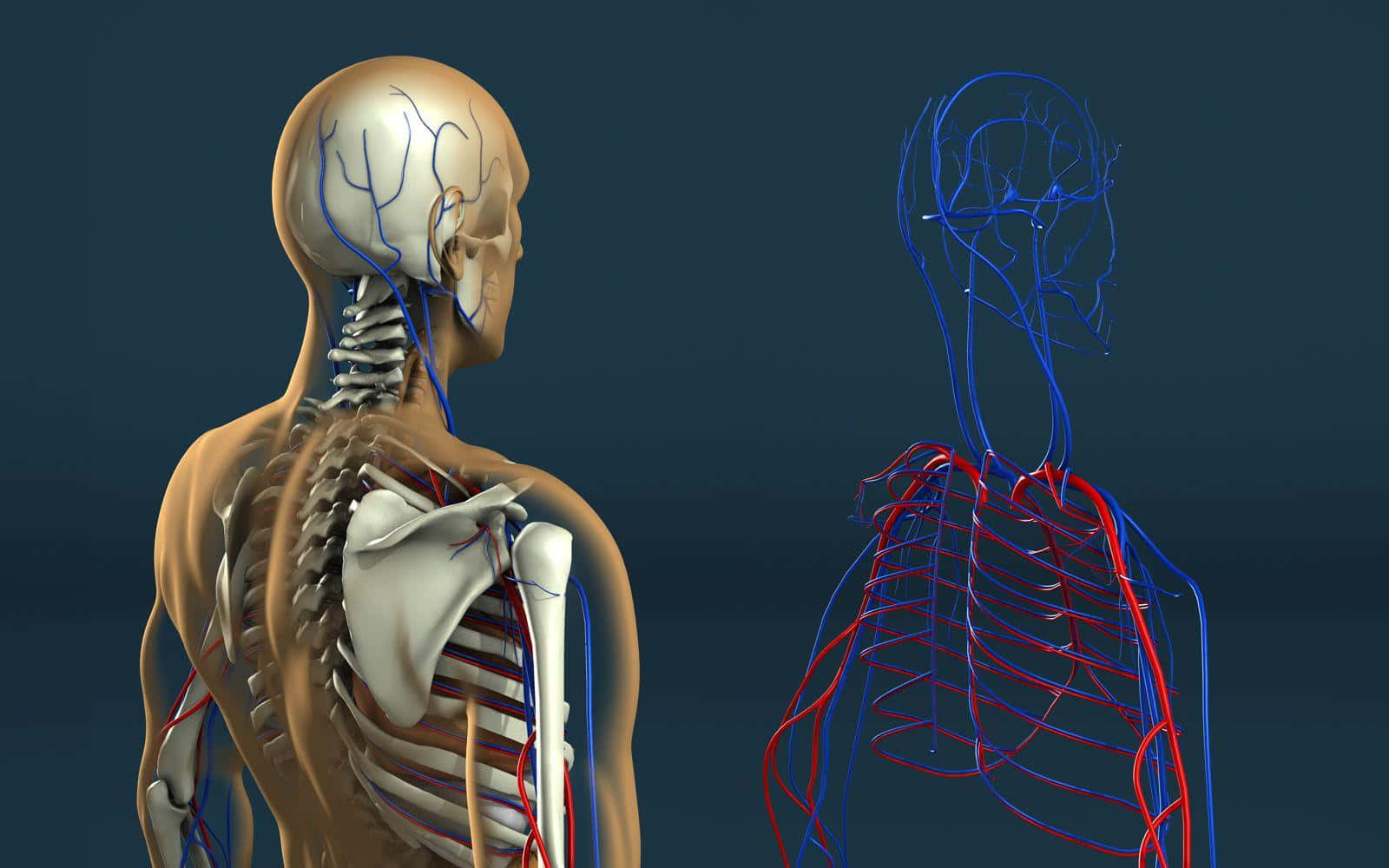 anatomy 桌布 壁紙 — 一個詳細的3D渲染人體軀幹，顯示骨骼結構和紅色藍色血管網絡，背景為深色。