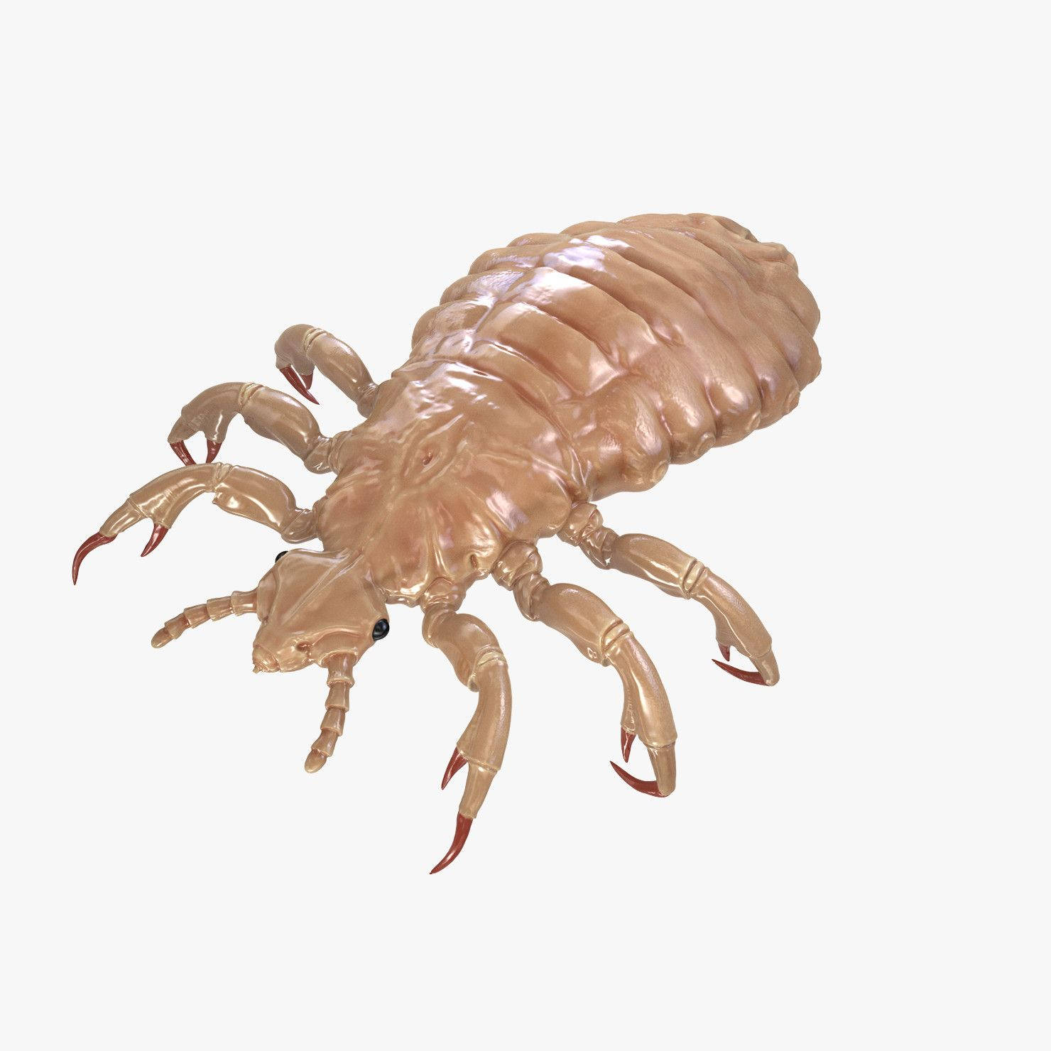 bugs 桌布 壁紙 — 一個詳細的3D渲染圖，展示一隻半透明的棕褐色蝨子，帶有紅色尖端的爪子，背景為純白色。