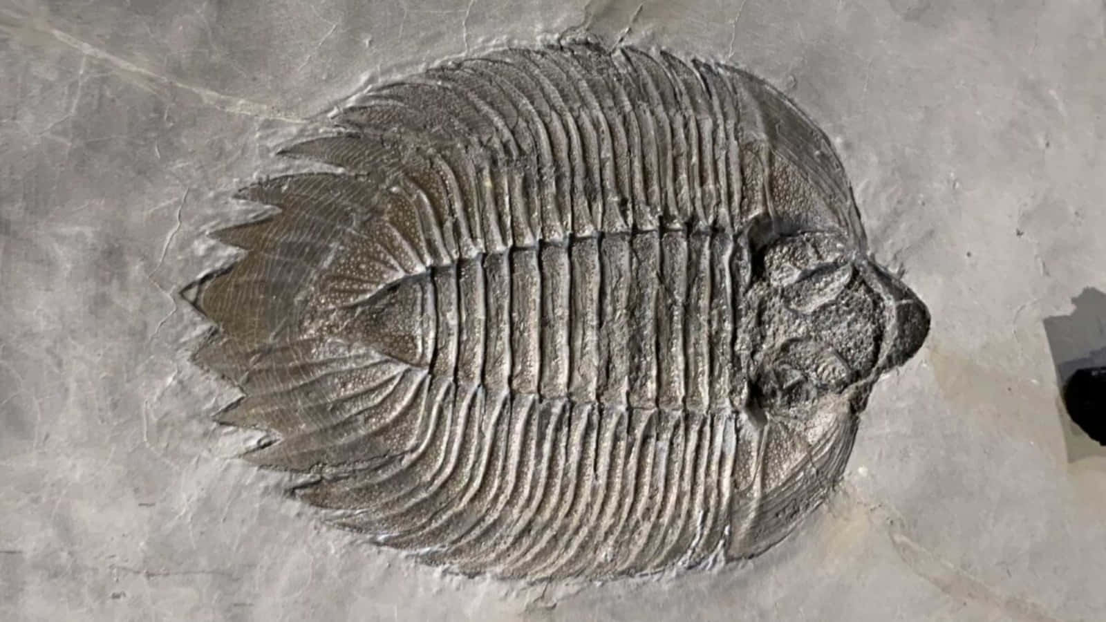Fossil 桌布 壁紙 — 一個詳細的三葉蟲化石嵌入灰色岩石中，帶有複雜的分段脊和尖刺邊緣。