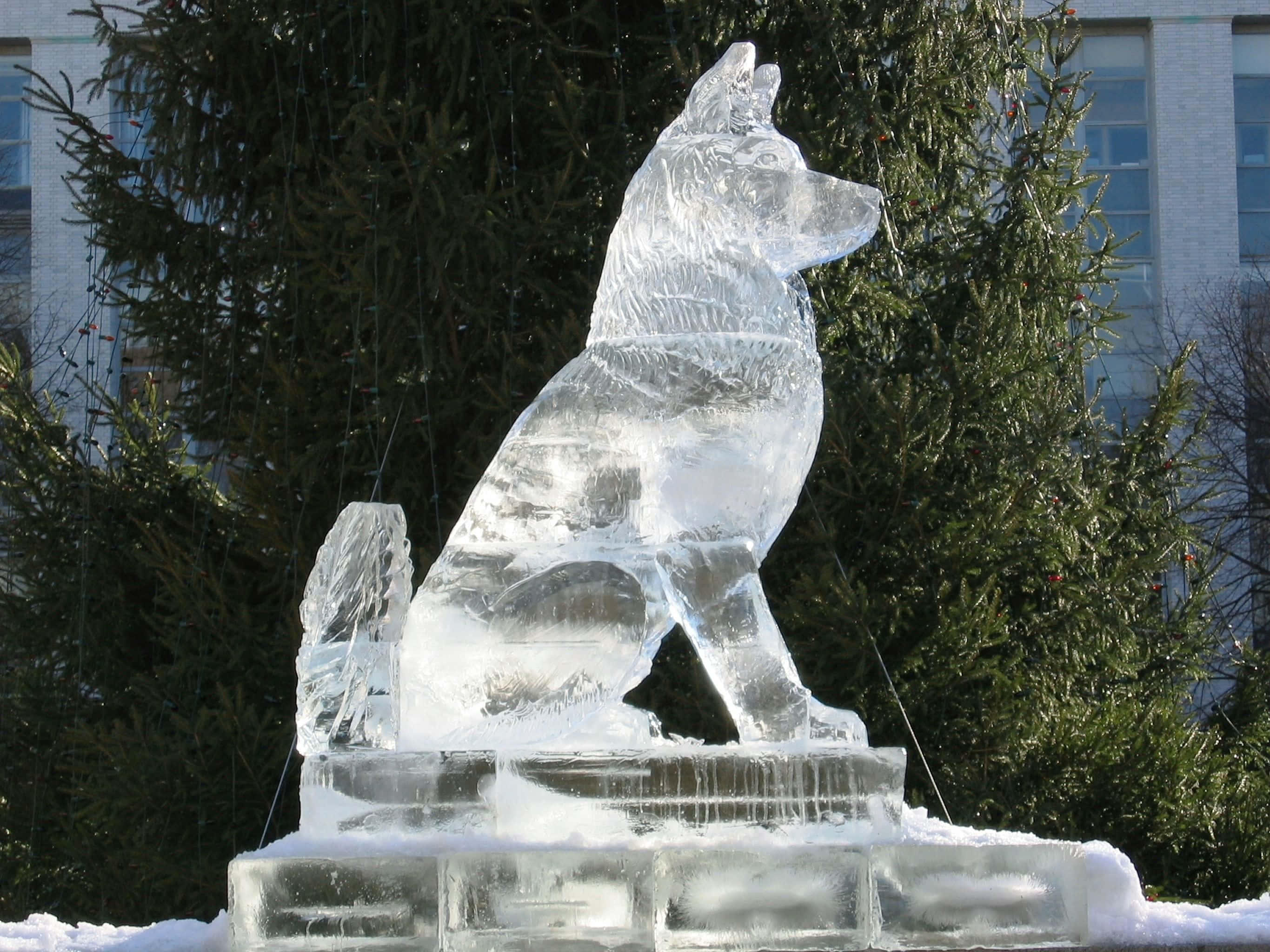 Ice Sculpture 桌布 壁紙 — 一個詳細的冰雕，描繪一隻豎耳坐著的狗，自豪地站在雪白的基座上，背景是常綠樹和建築物。
