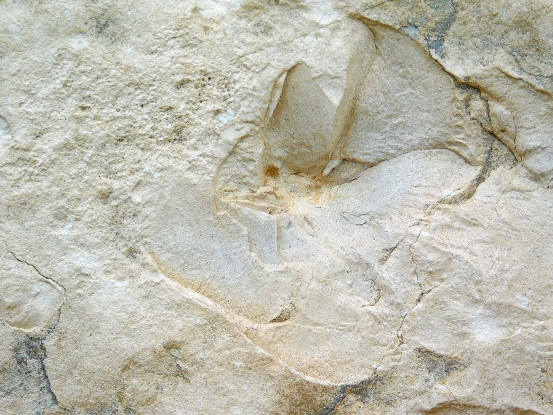 Stone texture 壁紙 — 一個詳細的化石印痕，展示了一種史前海洋生物保存在有紋理的米色和灰色沉積岩中。