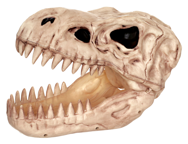 T Rex Dinosaur 桌布 壁紙 — 一個詳細的化石恐龍頭骨，帶有鋒利的牙齒和空洞的眼窩，孤立在白色背景上。