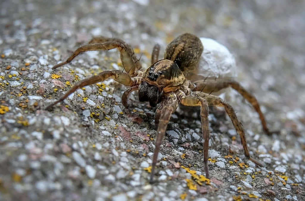 Wolf Spider 桌布 壁紙 — 一個詳細的微距鏡頭，拍攝一隻棕色蜘蛛攜帶一個白色卵囊，穿過一個帶有黃色地衣斑點的紋理混凝土表面。