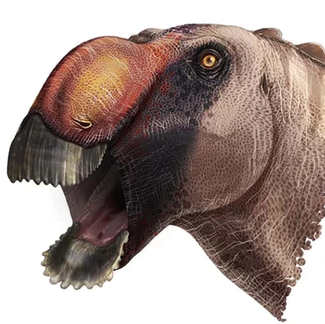 Dino 桌布 壁紙 — 一個詳細的恐龍頭部插圖，帶有紋理的紅棕色冠和張開的嘴巴，露出牙齒。