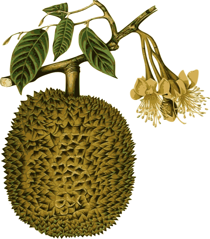 Durian 桌布 壁紙 — 一個詳細的插圖，描繪了帶刺的榴槤果實，帶有綠葉和黃色花朵，長在樹枝上，背景為黑色。