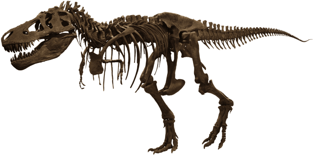 Tyrannosaurus Rex 桌布 壁紙 — 一個詳細的棕色暴龍骨骼側面站立在純黑色背景前。