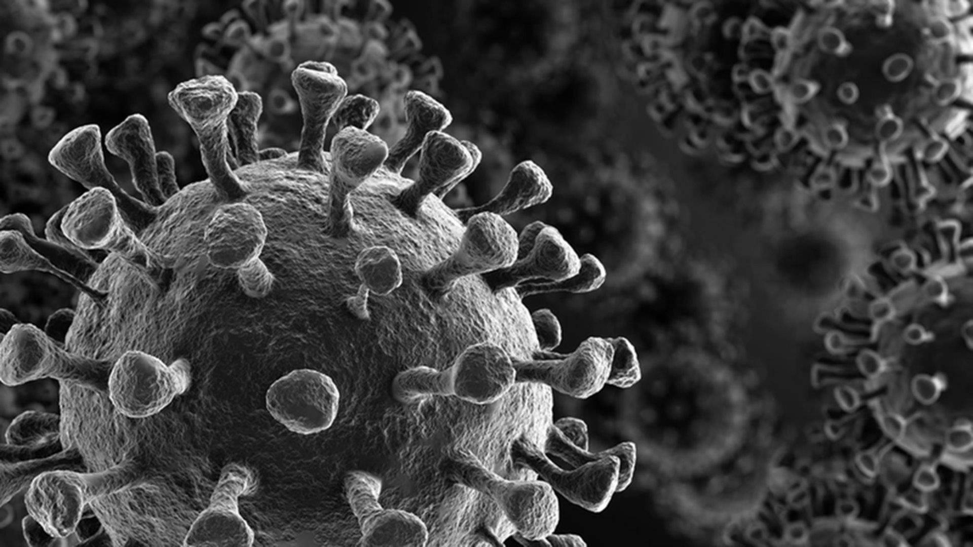 Coronavirus 桌布 壁紙 — 一個詳細的灰階顯微圖像，顯示病毒粒子表面突出的刺突蛋白。