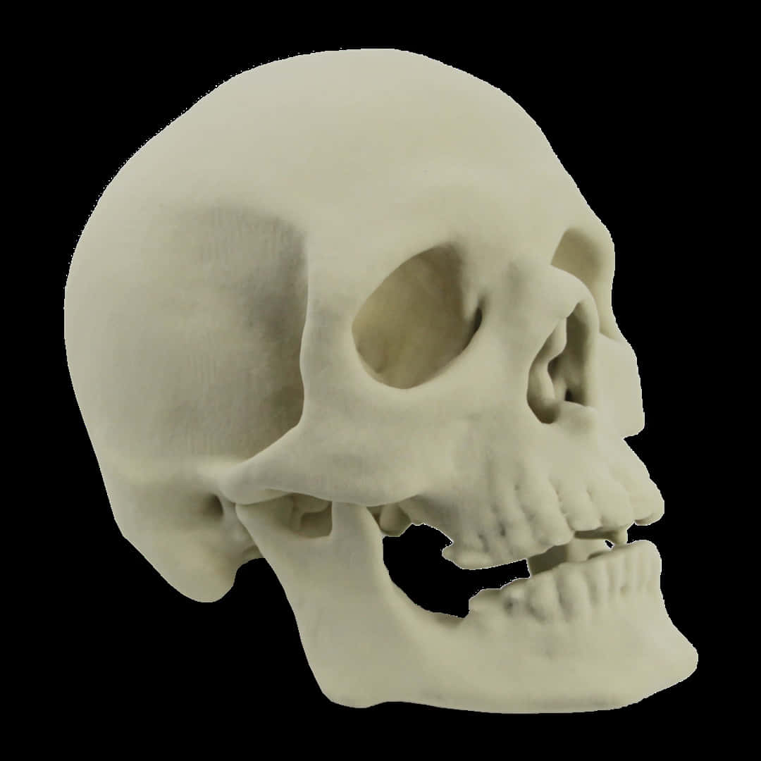 3d Skull 桌布 壁紙 — 一個詳細的白色人類頭骨，在純黑色背景上以側面輪廓展示。