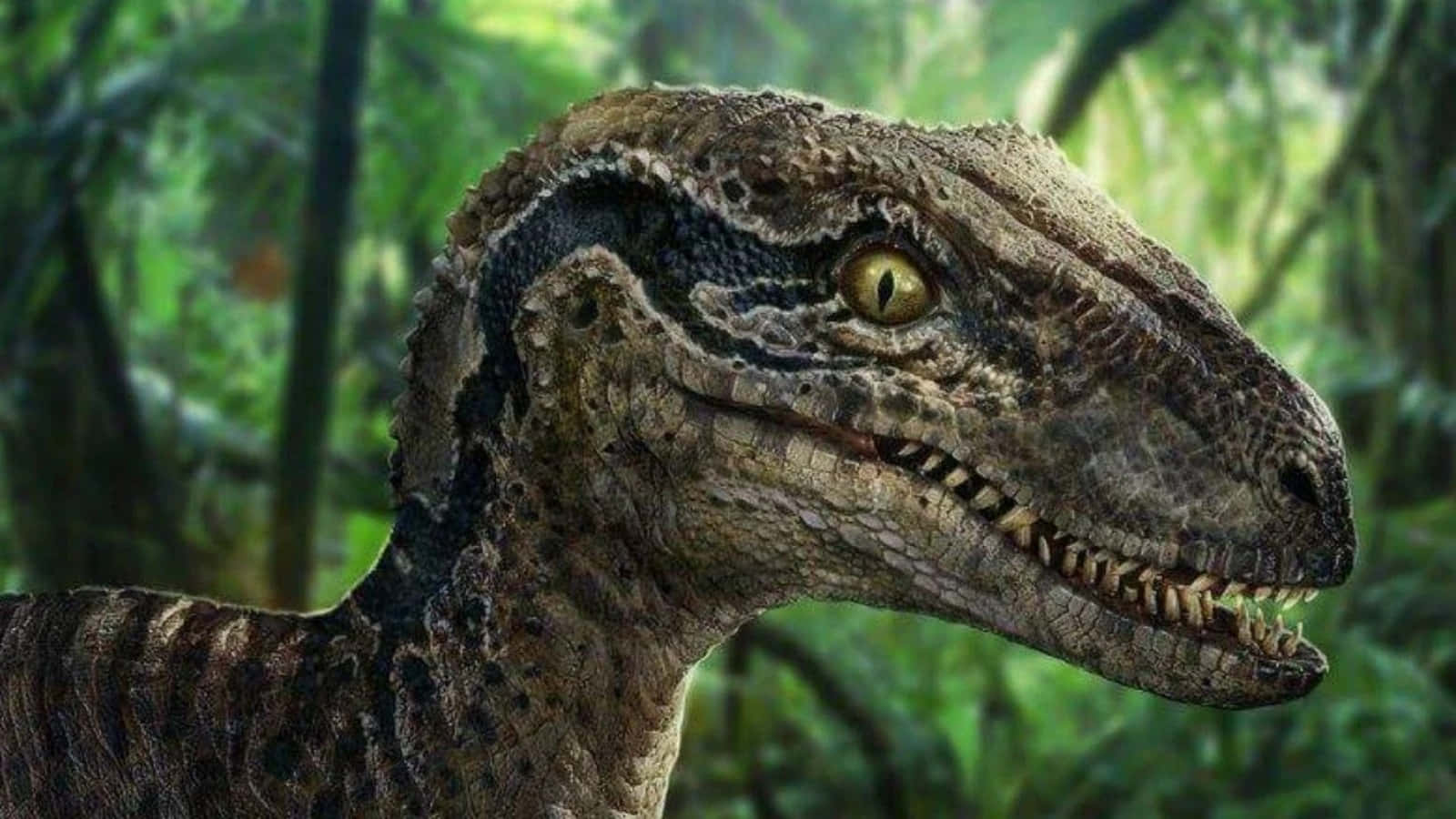 Jurassic World 桌布 壁紙 — 一個詳細的迅猛龍特寫，擁有鋒利的牙齒和黃色的眼睛，在茂密的綠色叢林中。