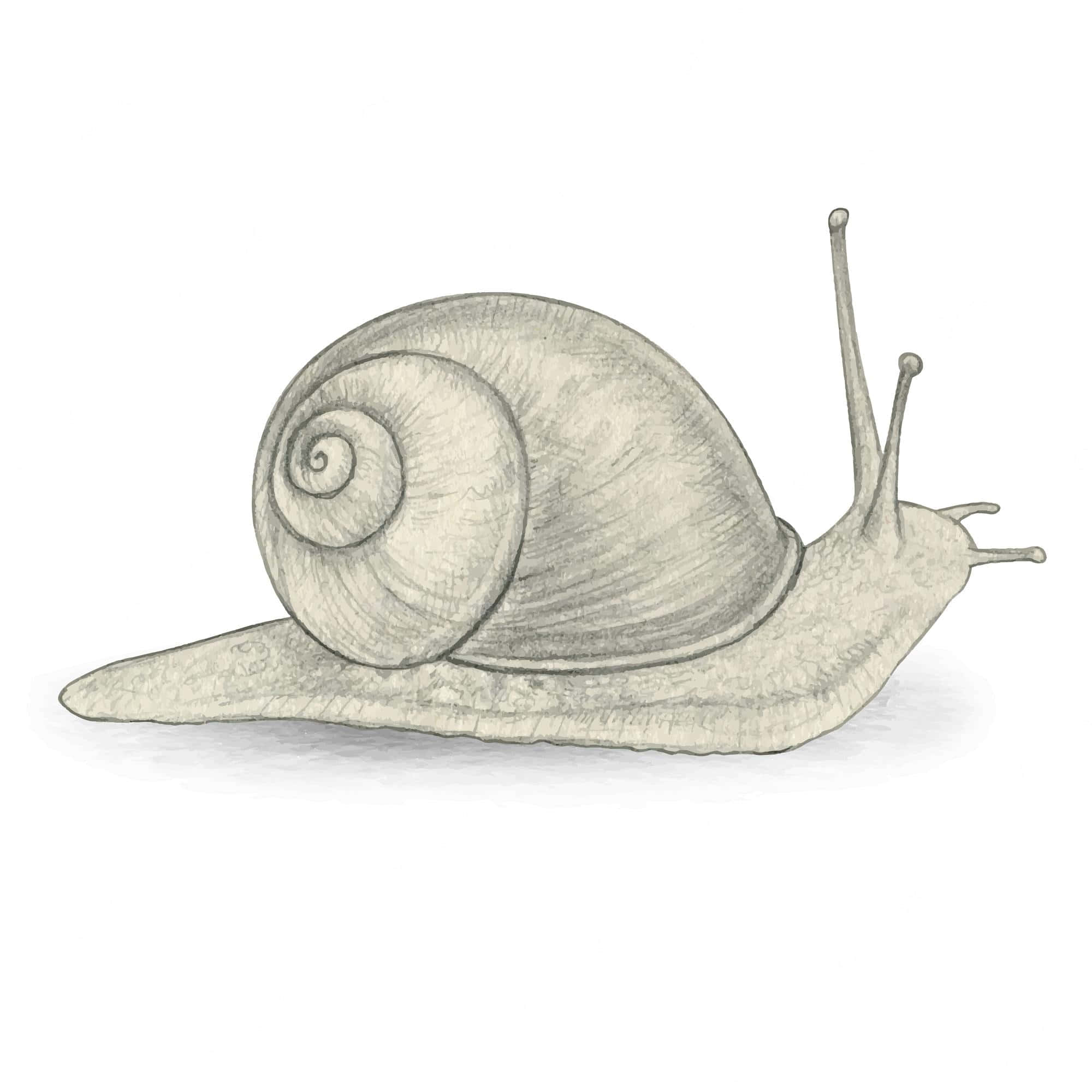 Snail 桌布 壁紙 — 一個詳細的鉛筆素描，描繪一隻蝸牛，帶有螺旋形殼和伸出的觸角，背景為純白色。