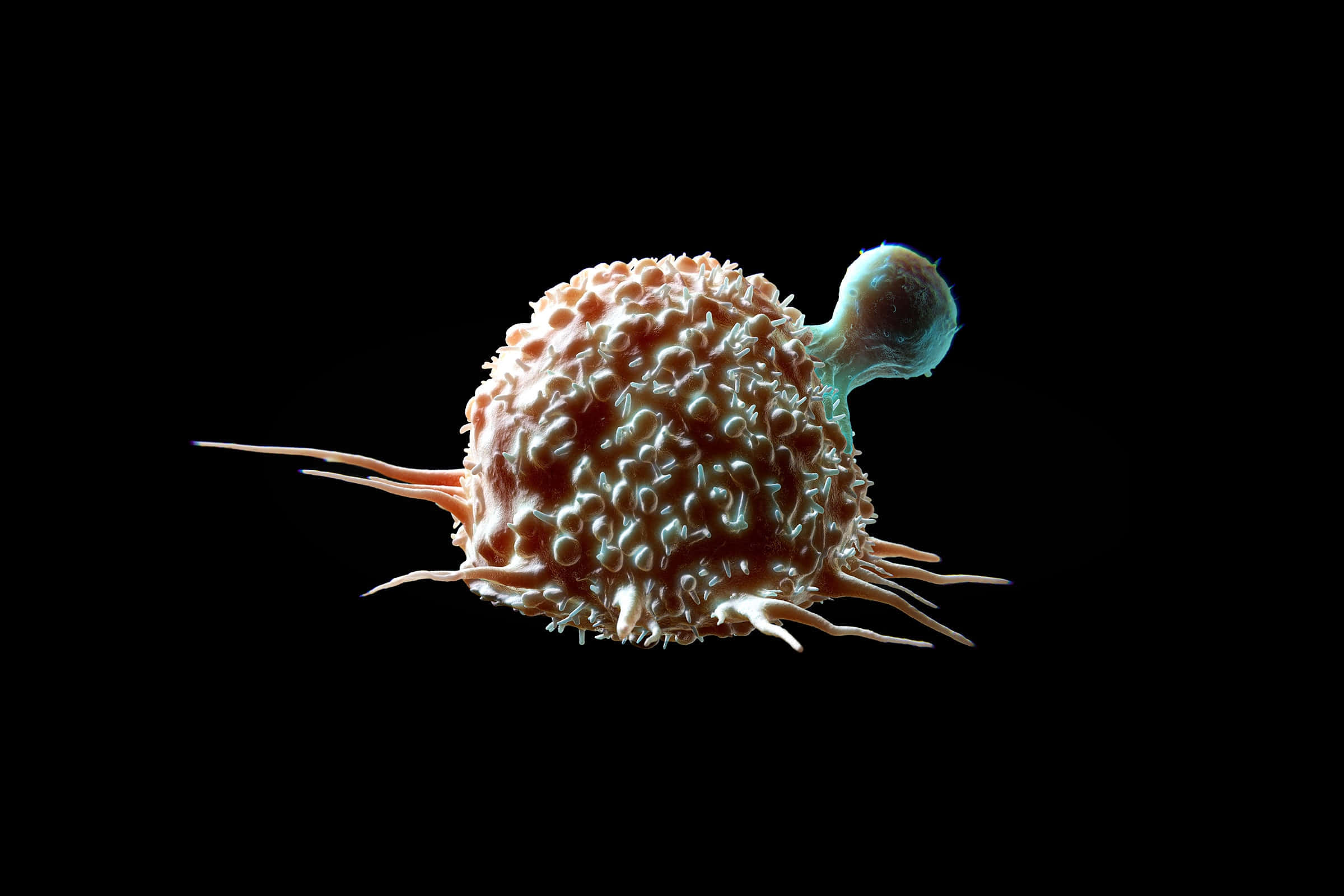 Cell 桌布 壁紙 — 一個詳細的顯微鏡視圖，顯示一個有紋理、多刺的生物細胞，帶有藍色突起，背景為黑色。