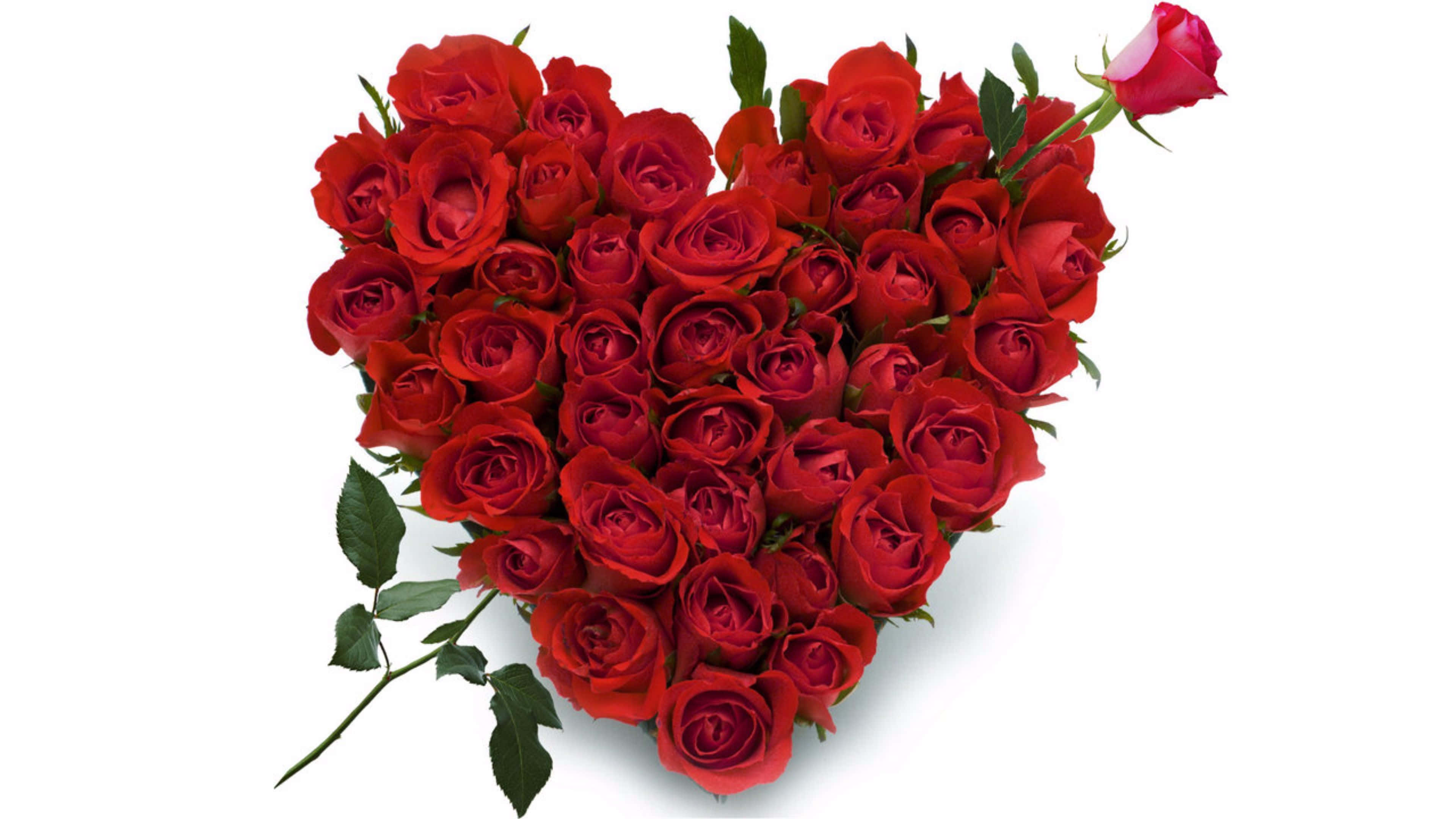 Rose Heart 桌布 壁紙 — 一個豐盛的心形花束，由鮮豔的紅玫瑰組成，帶有綠色莖葉，襯托在潔白的背景上。