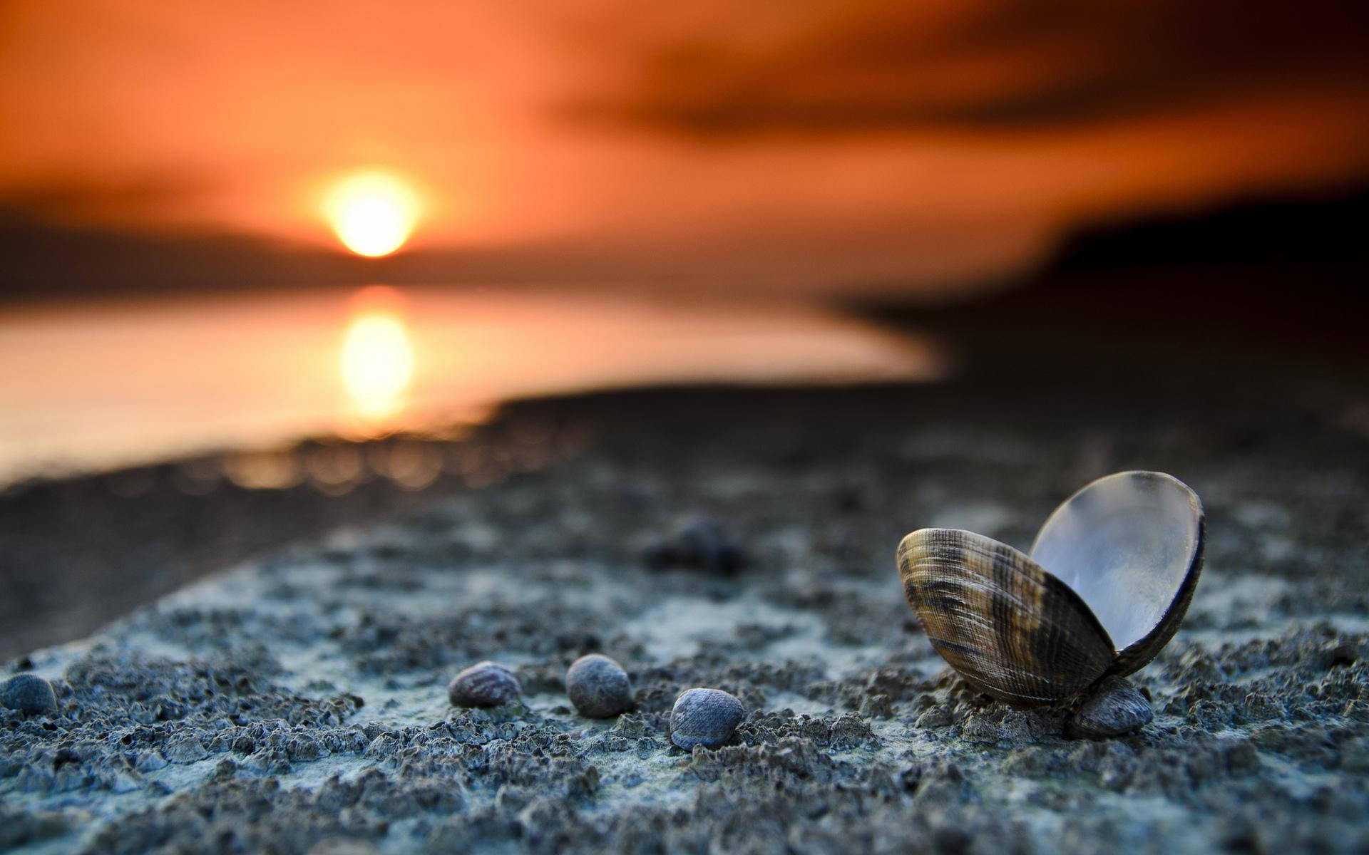 貝殼 桌布 壁紙 — 一個貝殼躺在濕沙上，夕陽在平靜的水面上落下，投射出溫暖的橙色光芒。